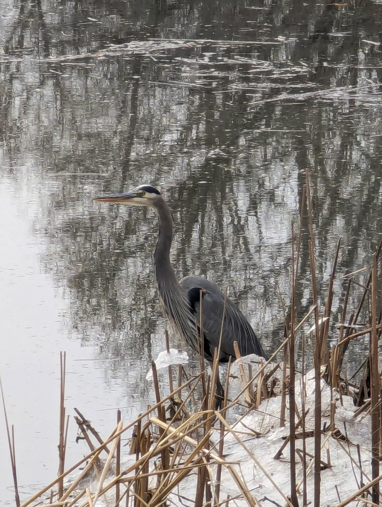 Great Blue Heron