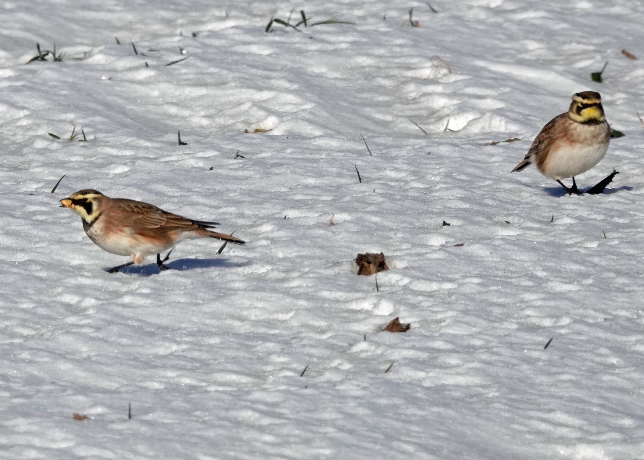 Horned Lark