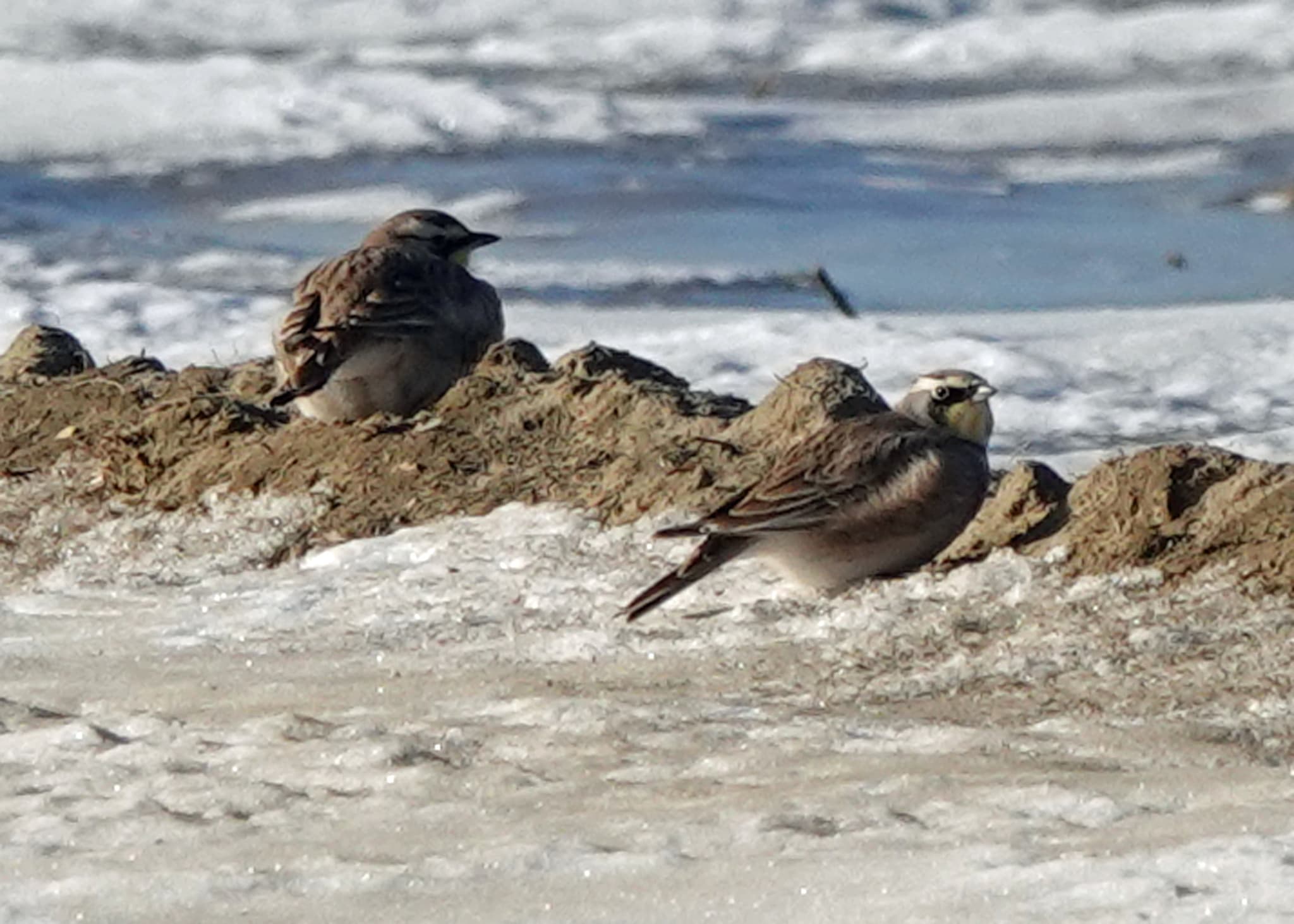 Horned Lark