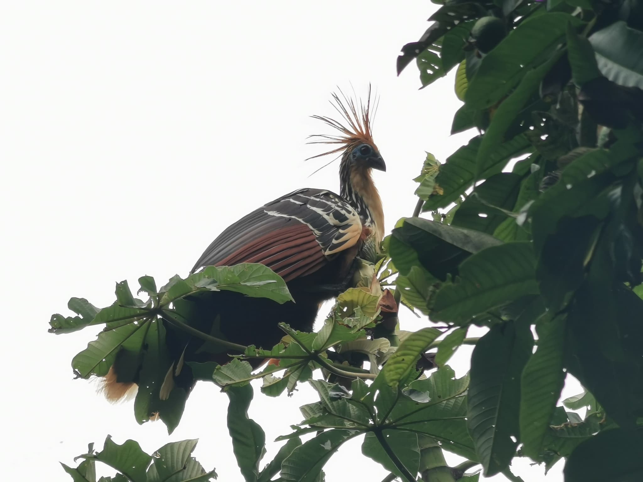Hoatzin