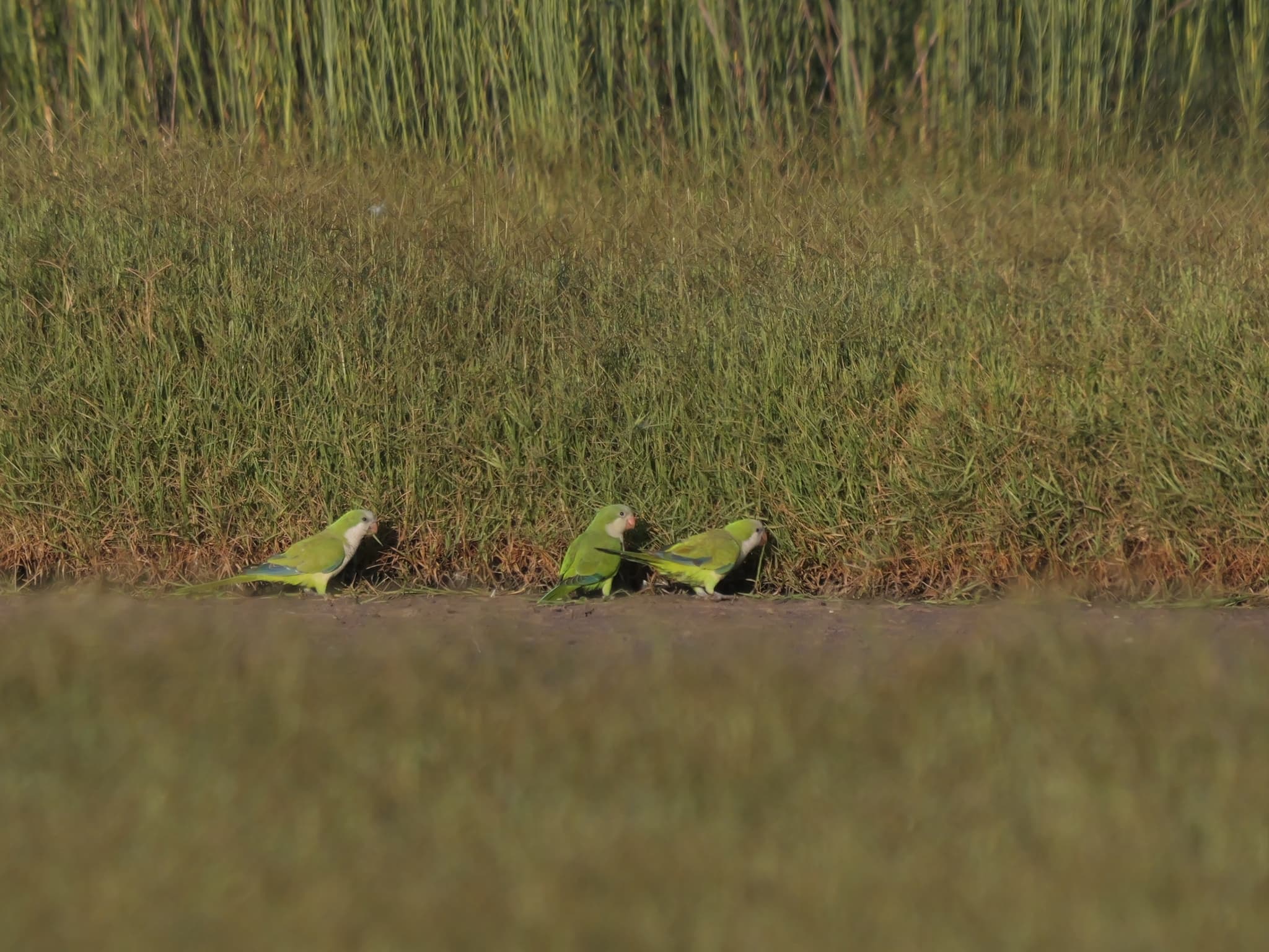 Monk Parakeet