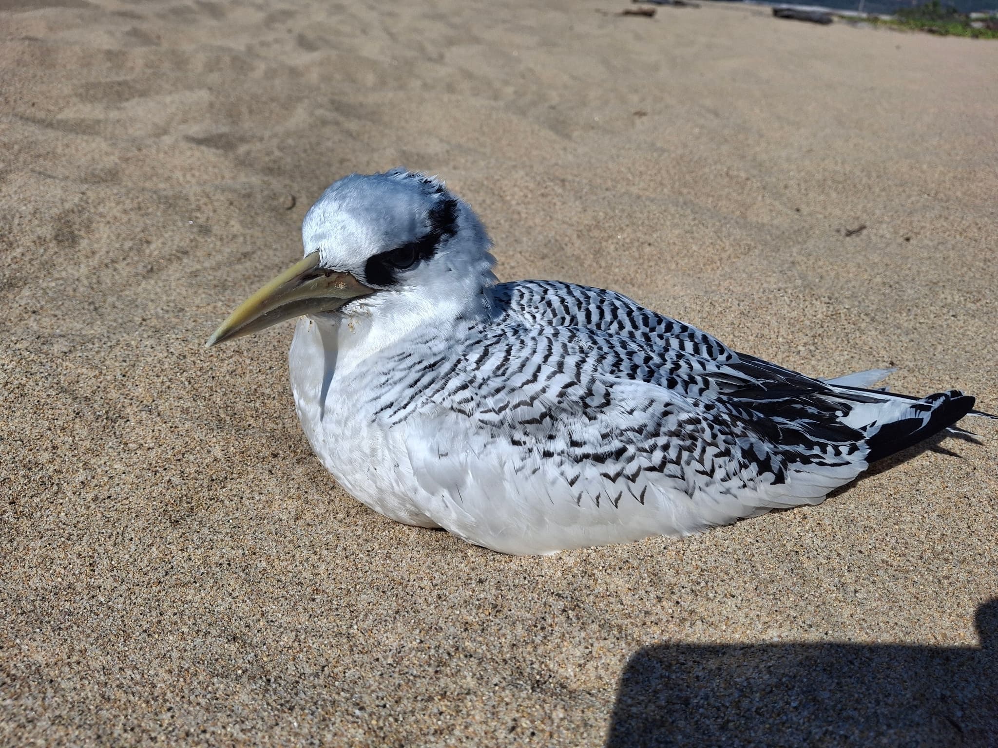 Red-billed Tropicbird