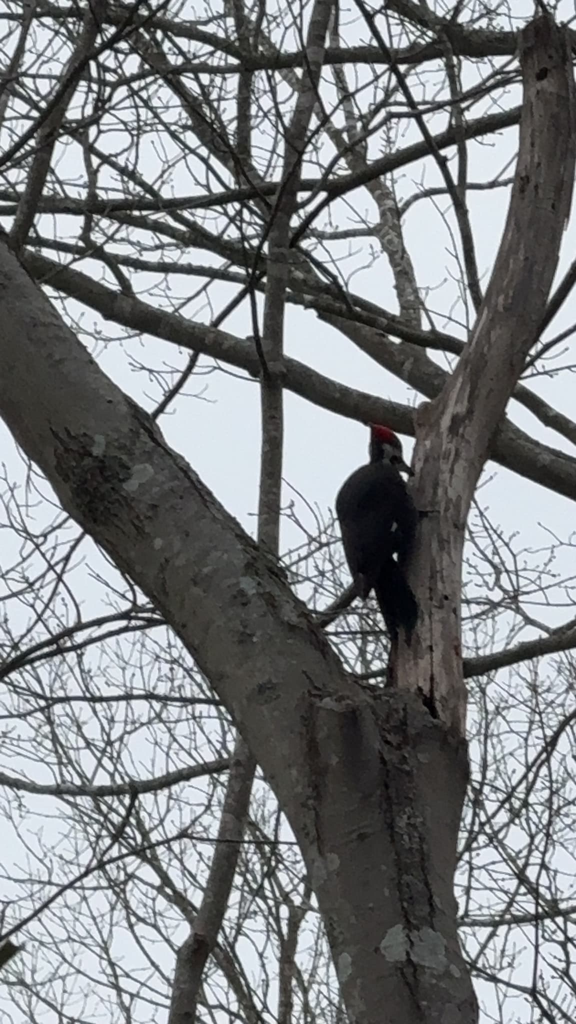 Pileated Woodpecker