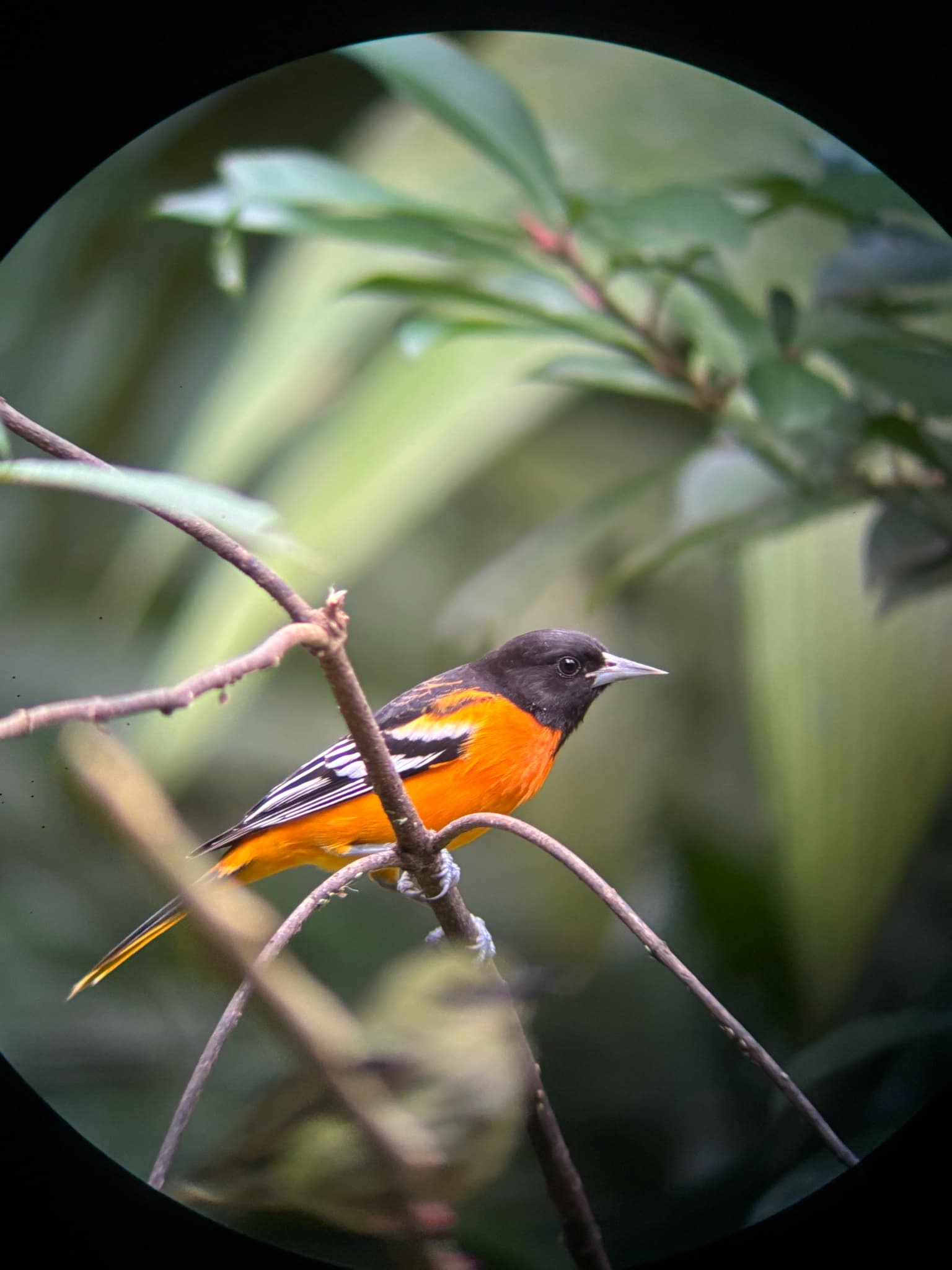 Baltimore Oriole