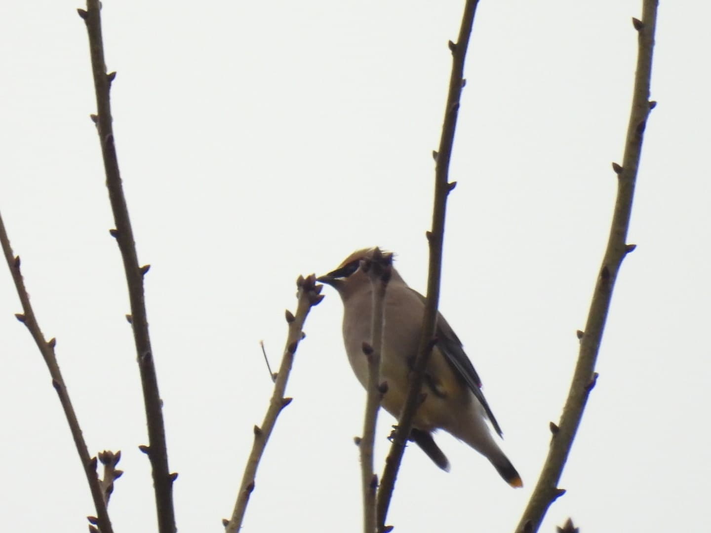 Cedar Waxwing