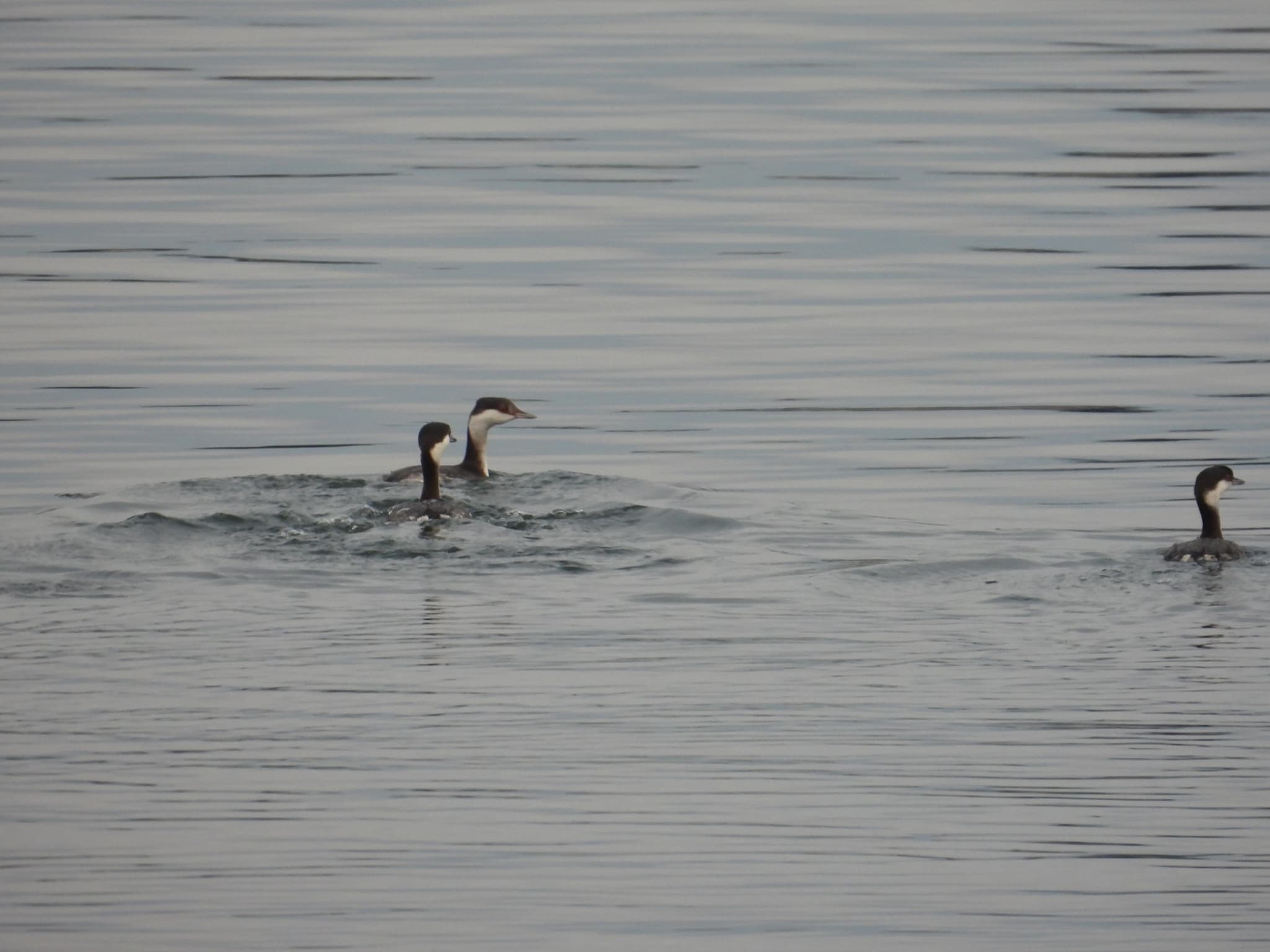 Horned Grebe
