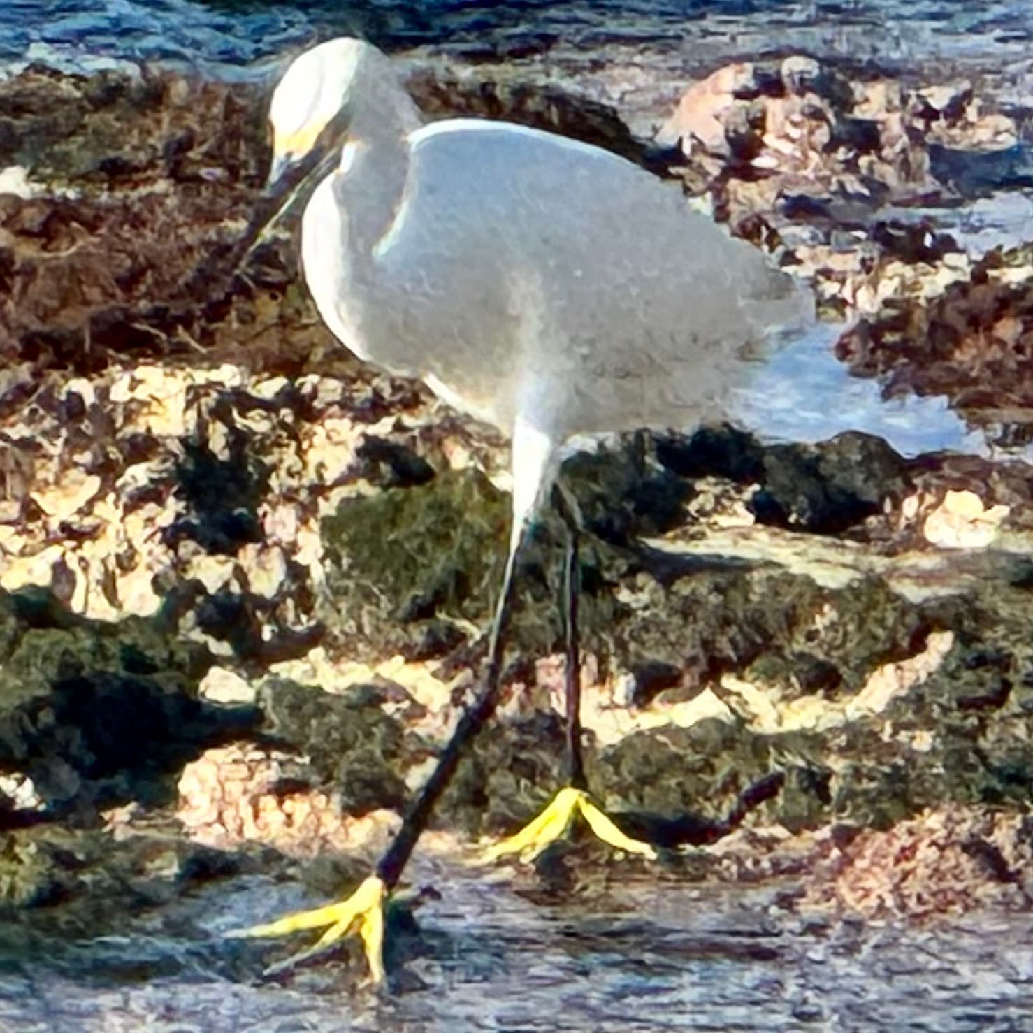 Snowy Egret