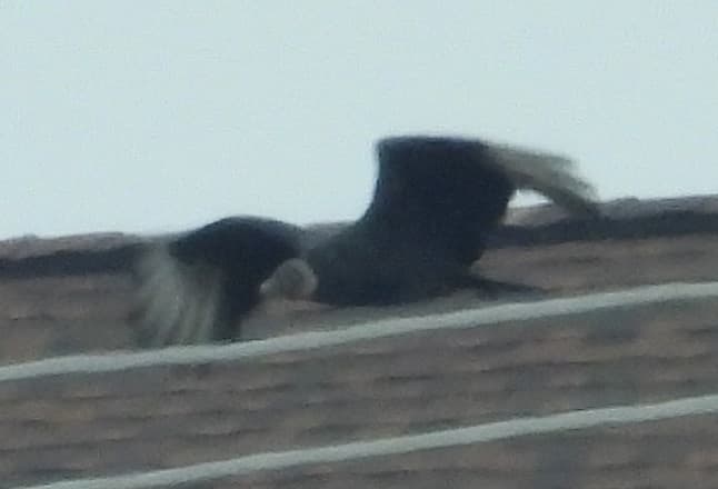 Black Vulture