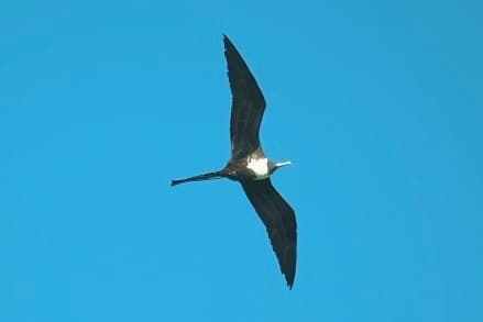 Magnificent Frigatebird