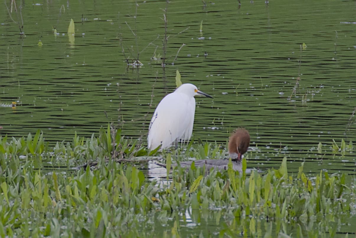 Snowy Egret