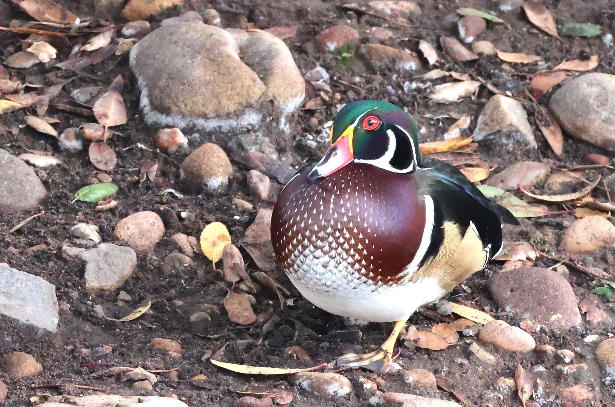 Wood Duck