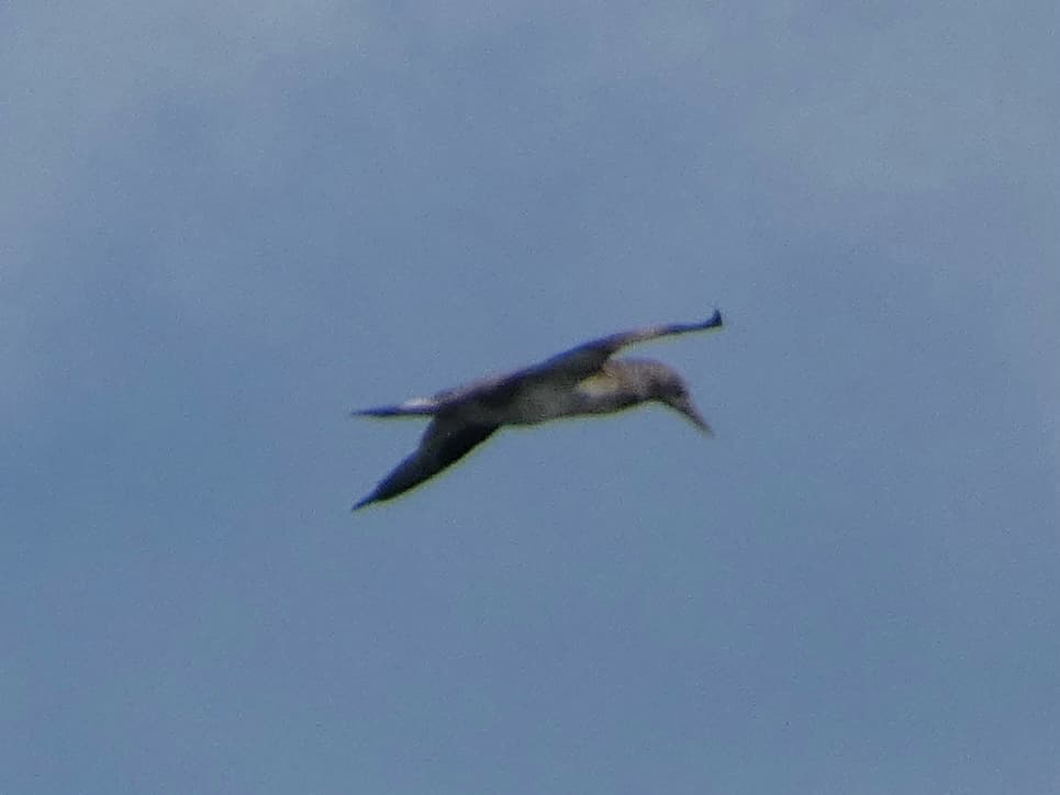 Northern Gannet