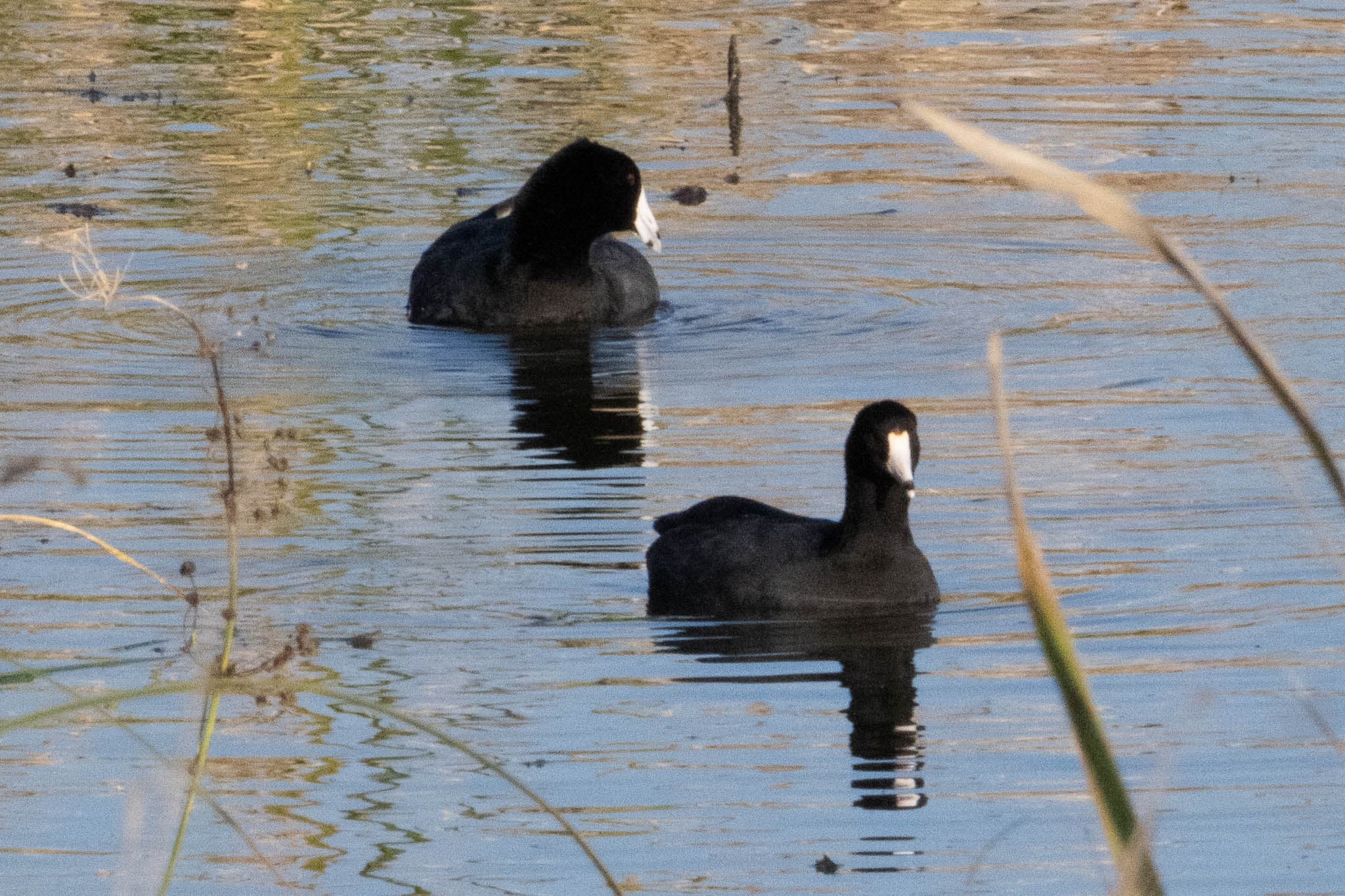 American Coot