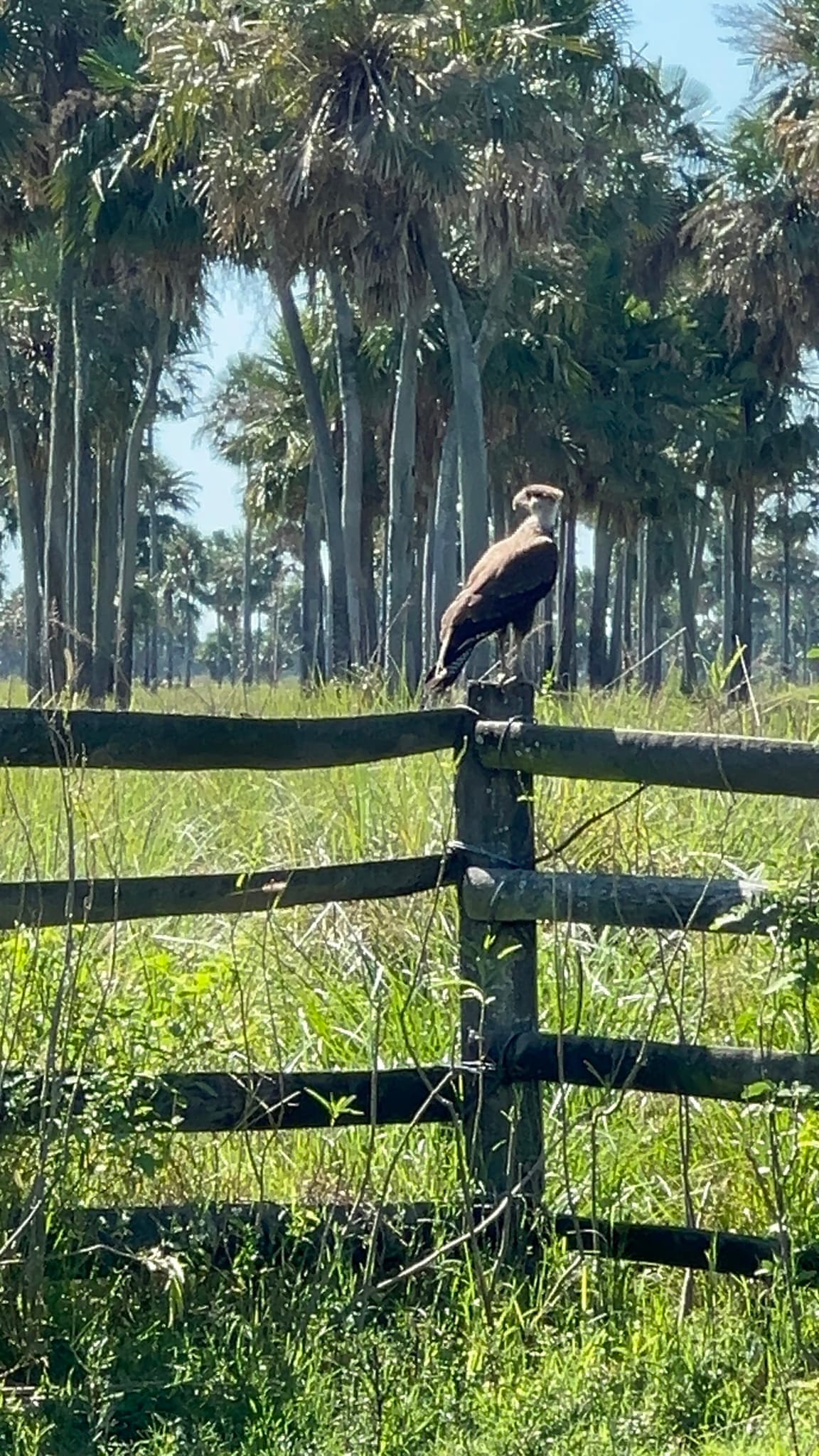Crested Caracara