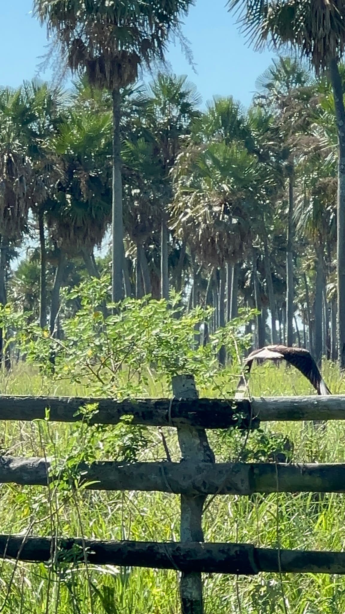 Crested Caracara