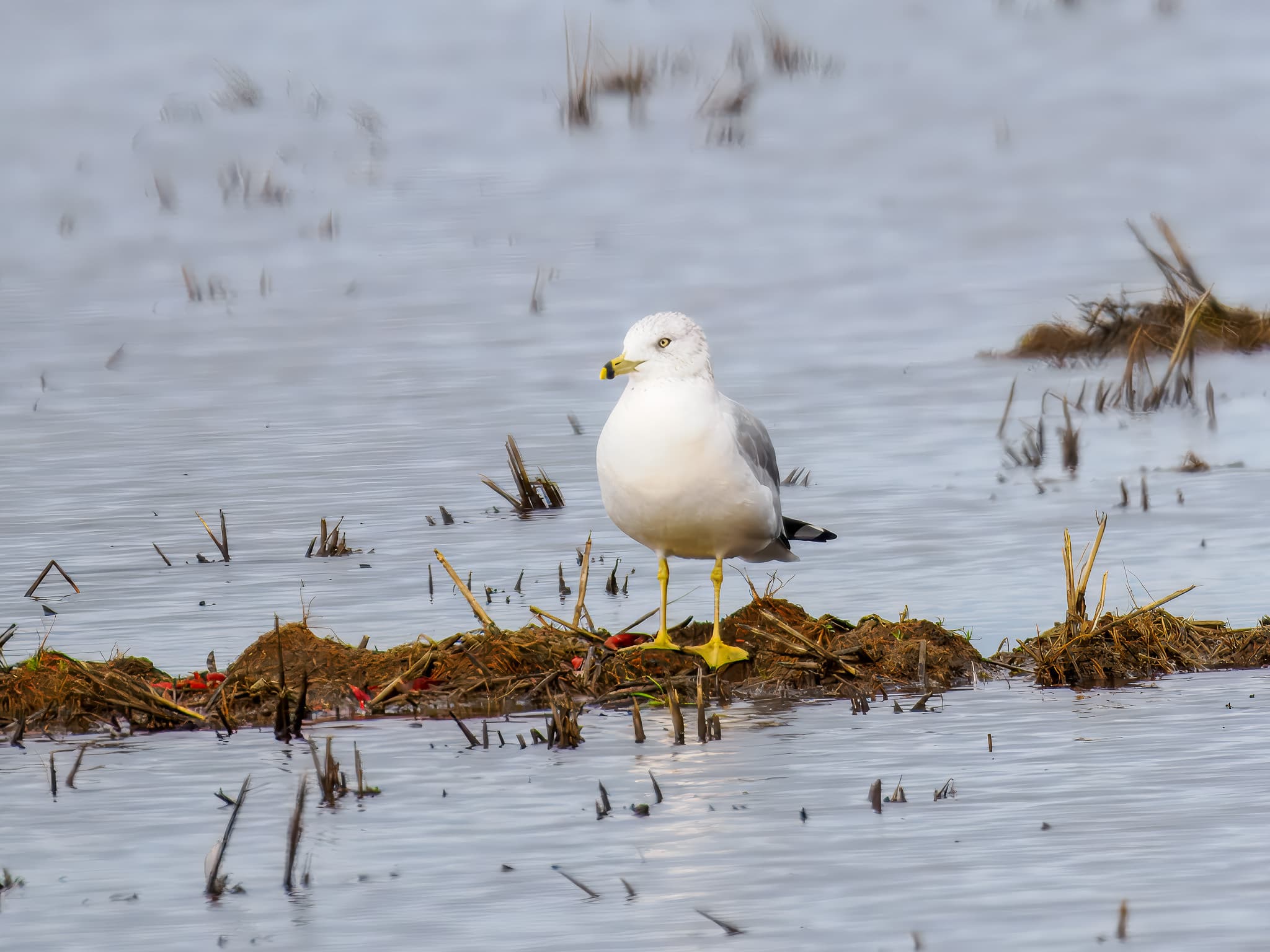 Ring-billed Gull