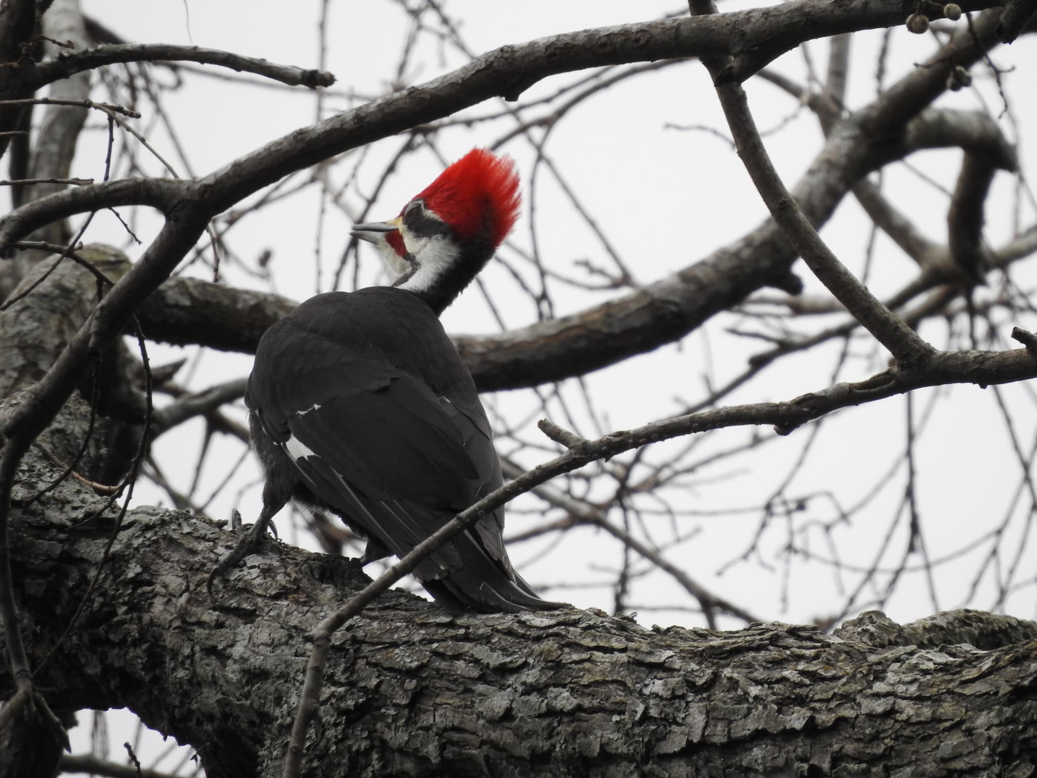 Pileated Woodpecker
