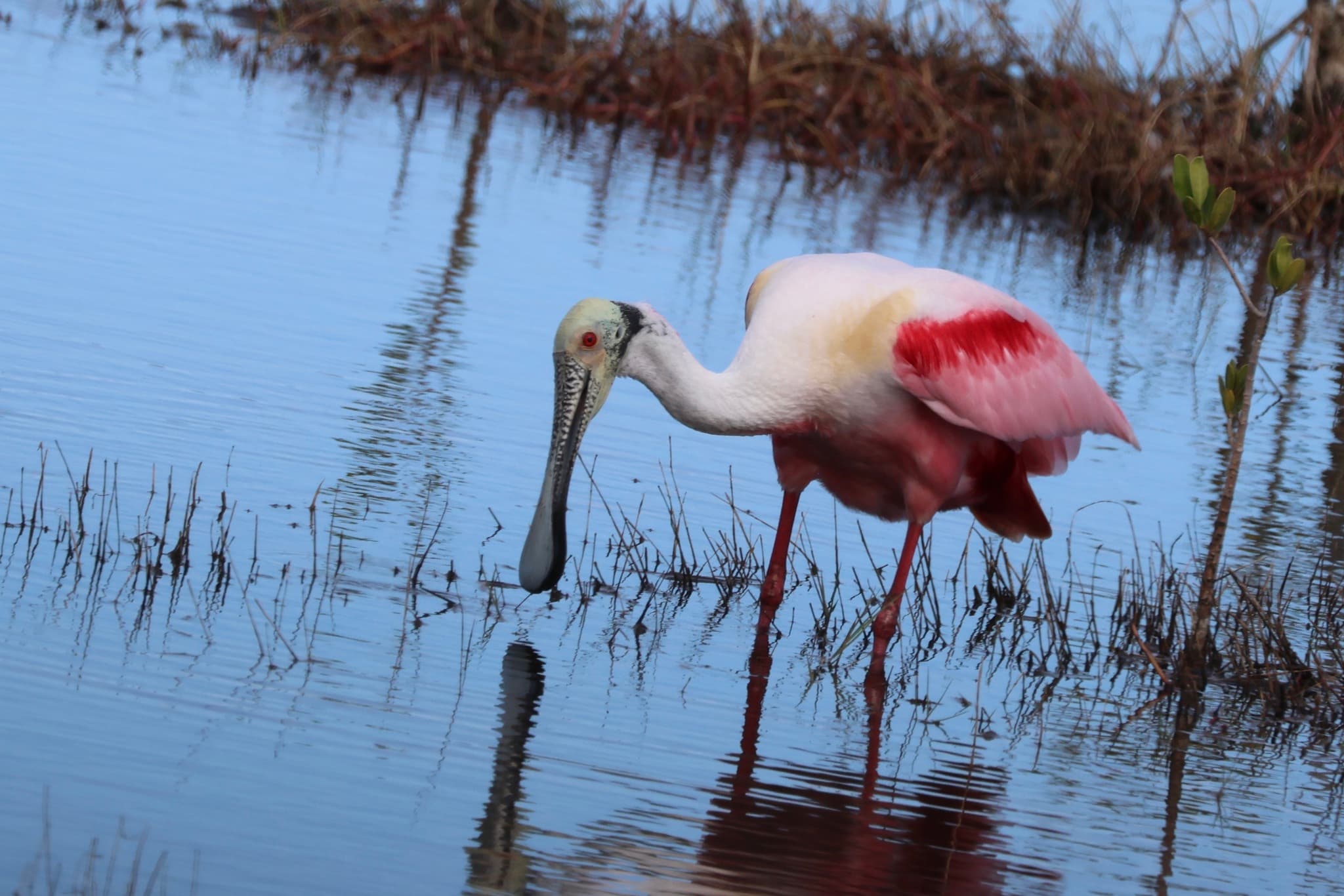 Roseate Spoonbill