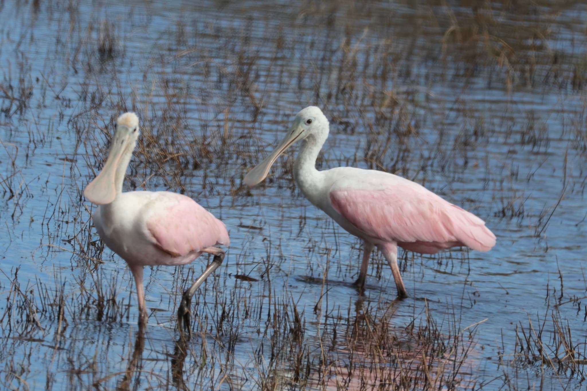 Roseate Spoonbill