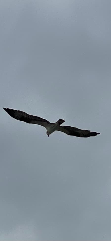 Osprey