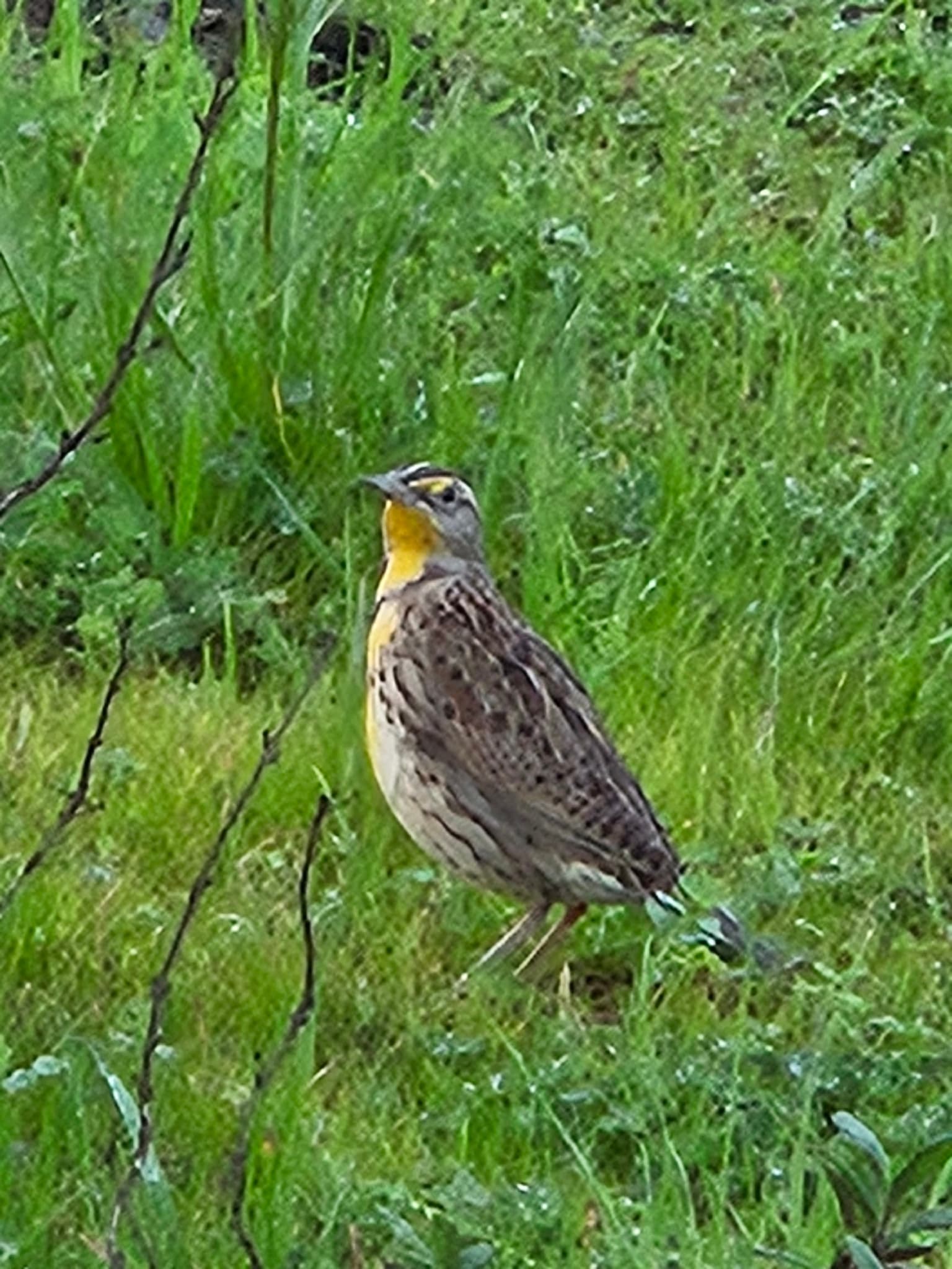 Western Meadowlark