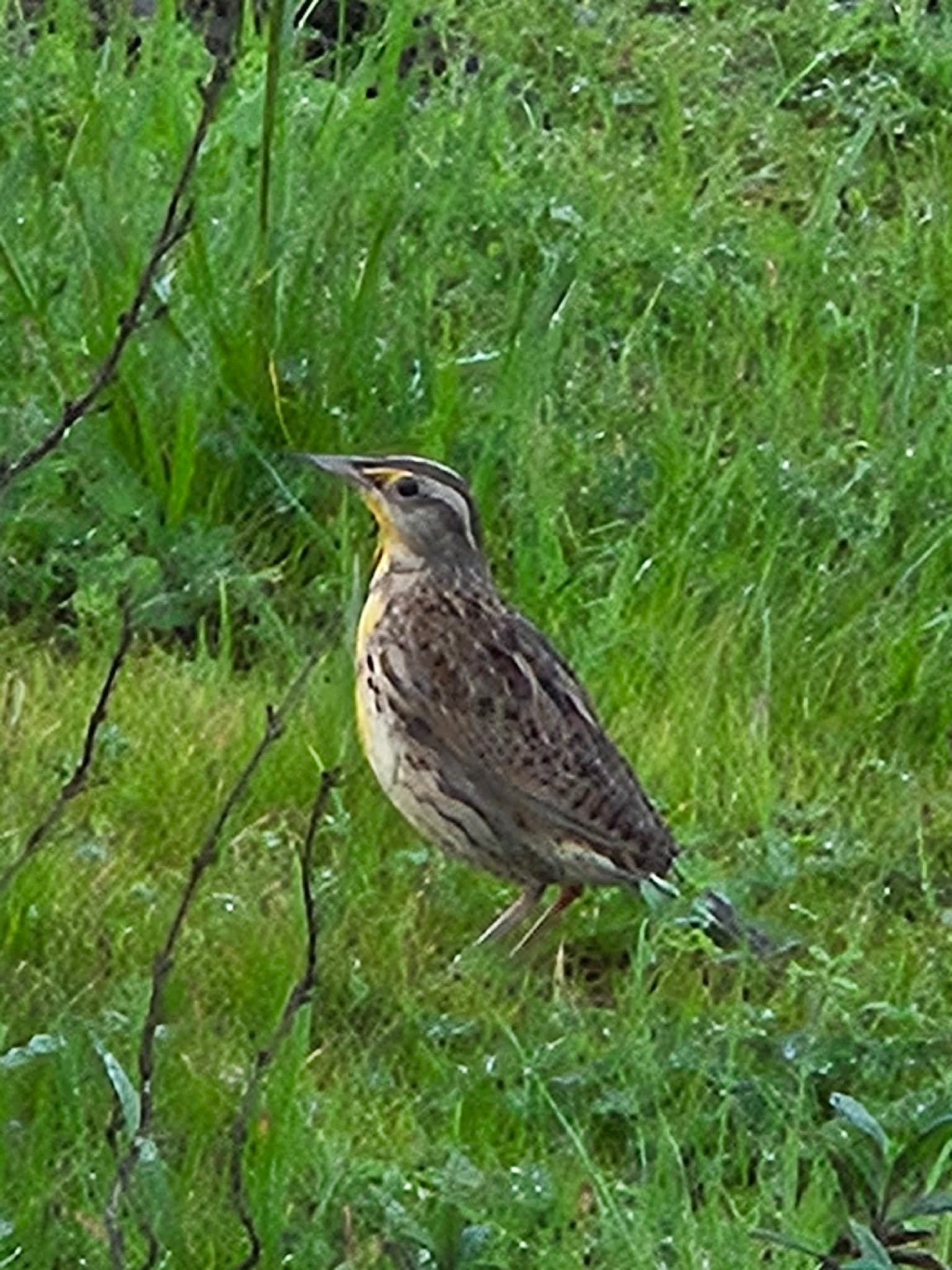 Western Meadowlark