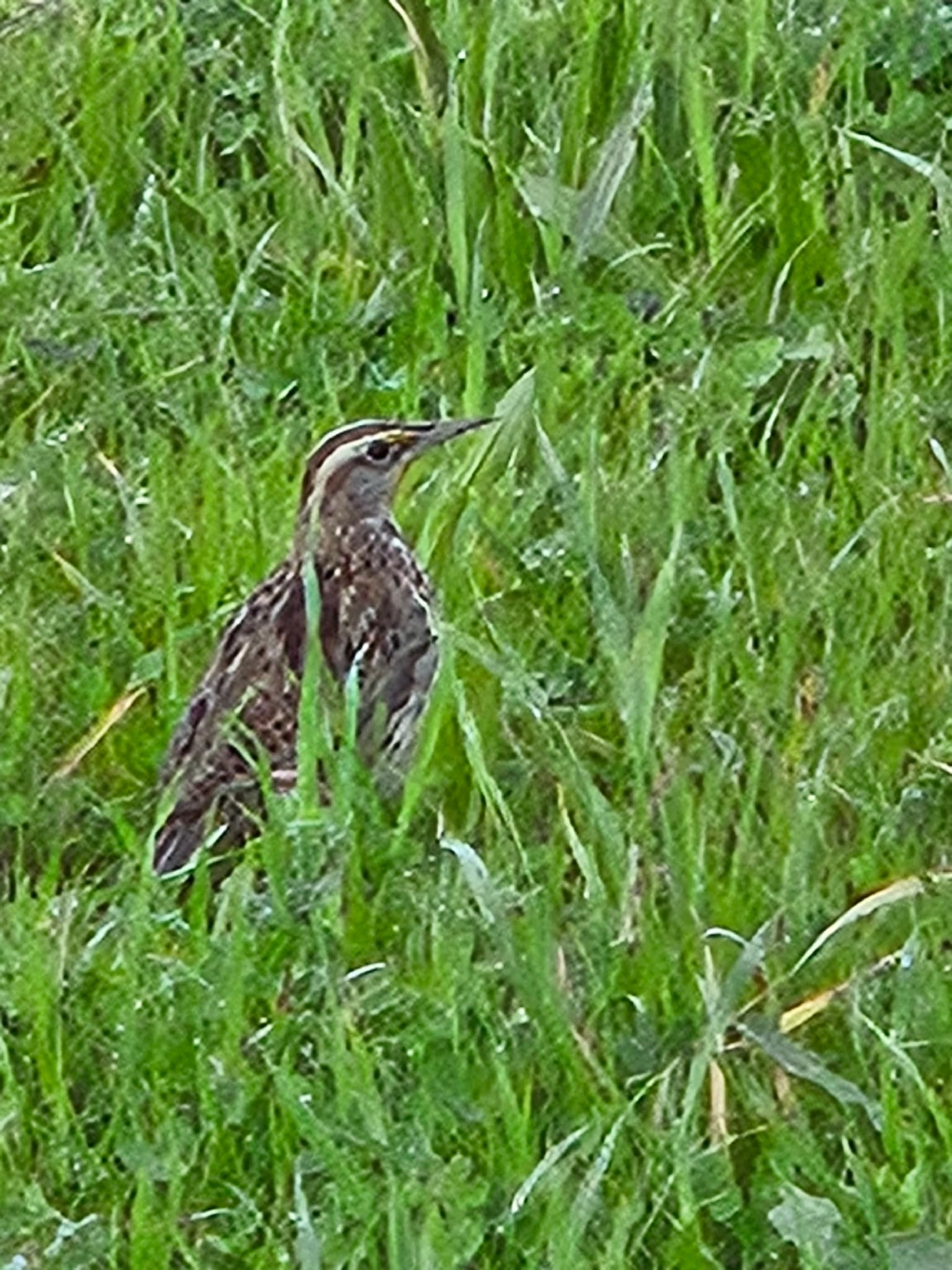 Western Meadowlark