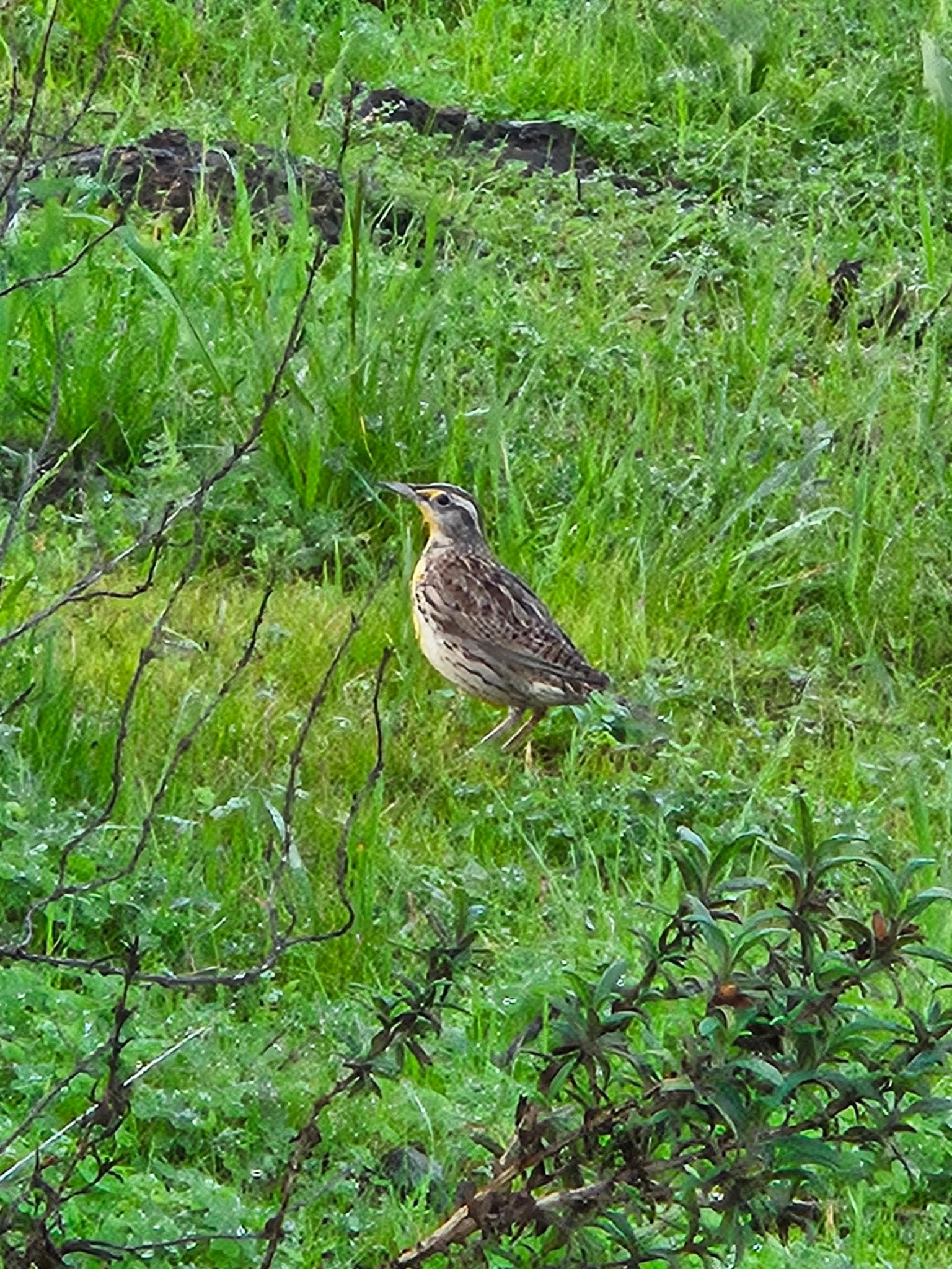 Western Meadowlark