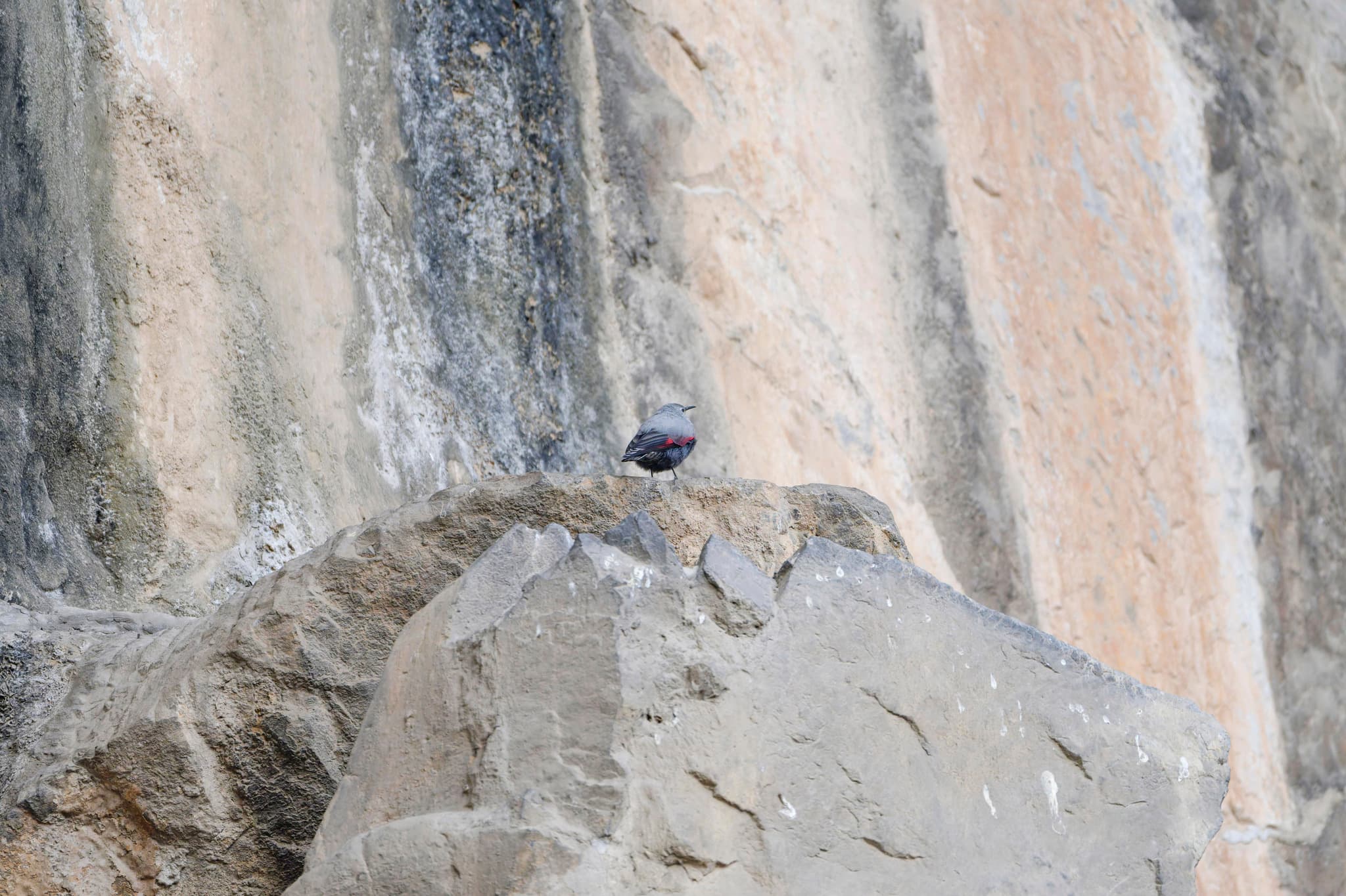 Wallcreeper