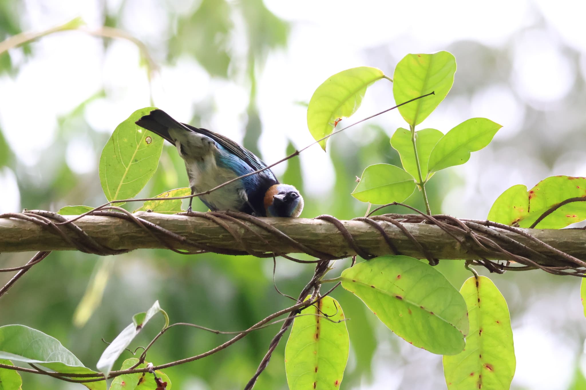 Golden-hooded Tanager