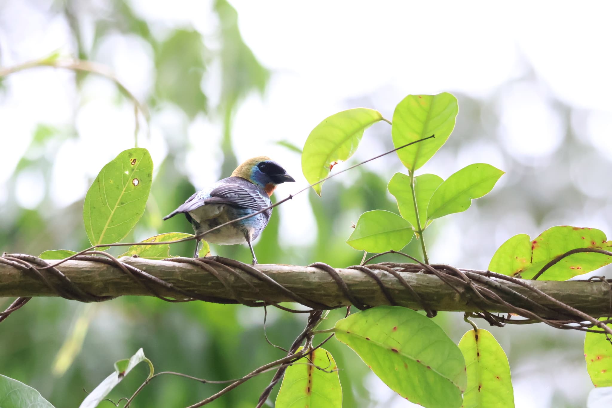 Golden-hooded Tanager
