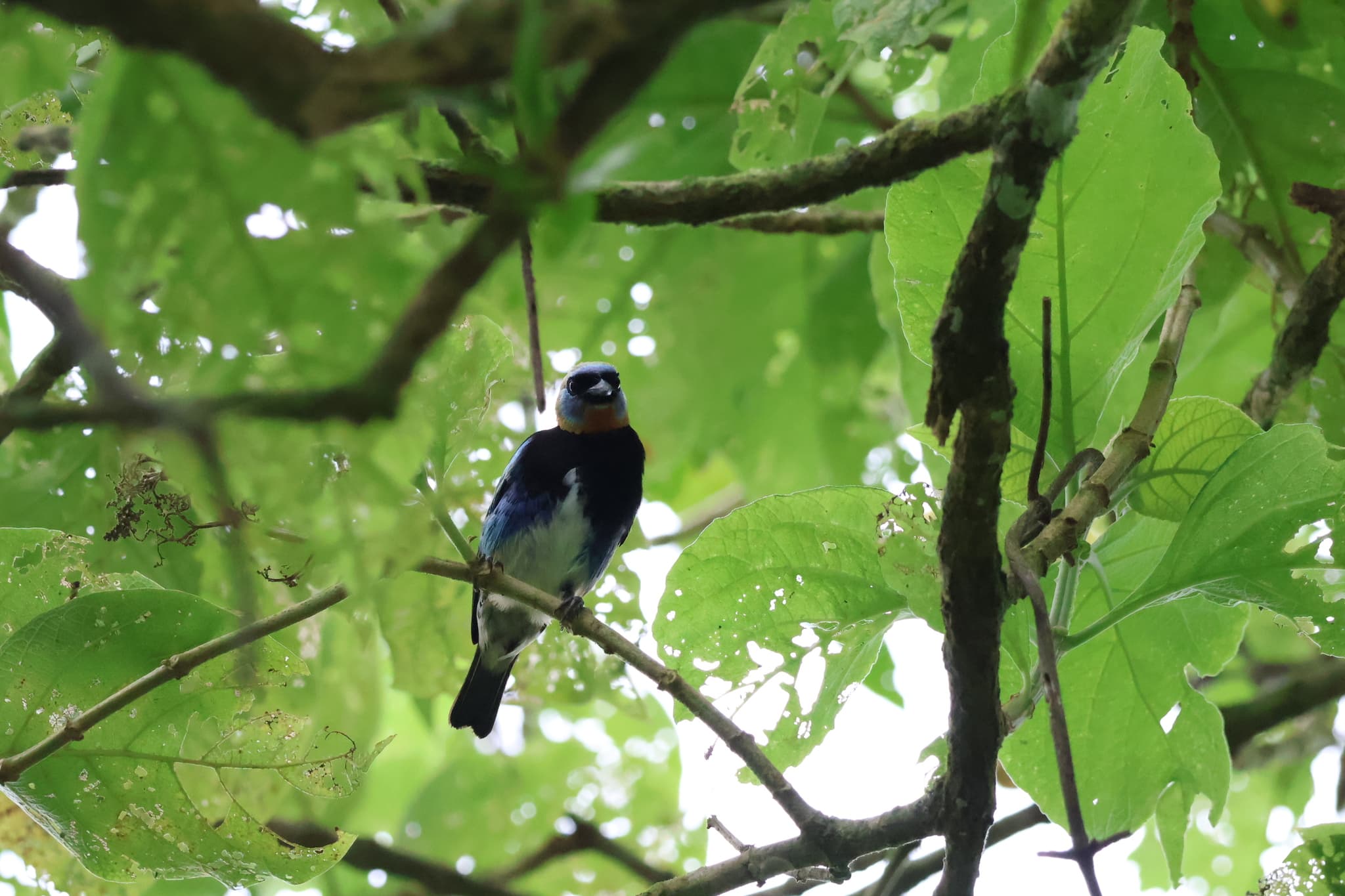 Golden-hooded Tanager