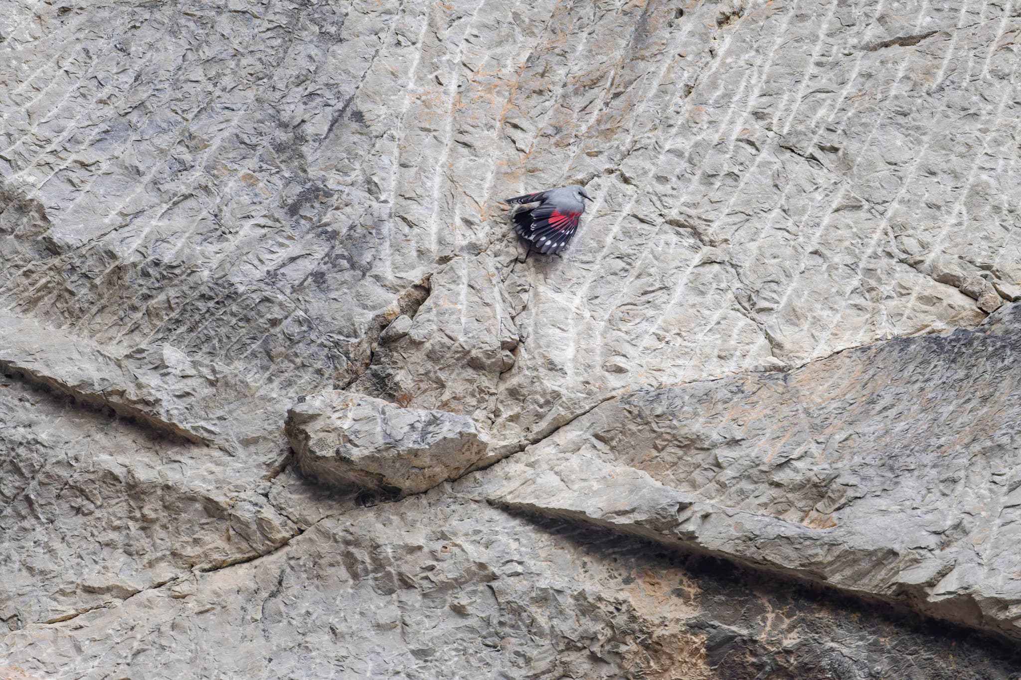 Wallcreeper