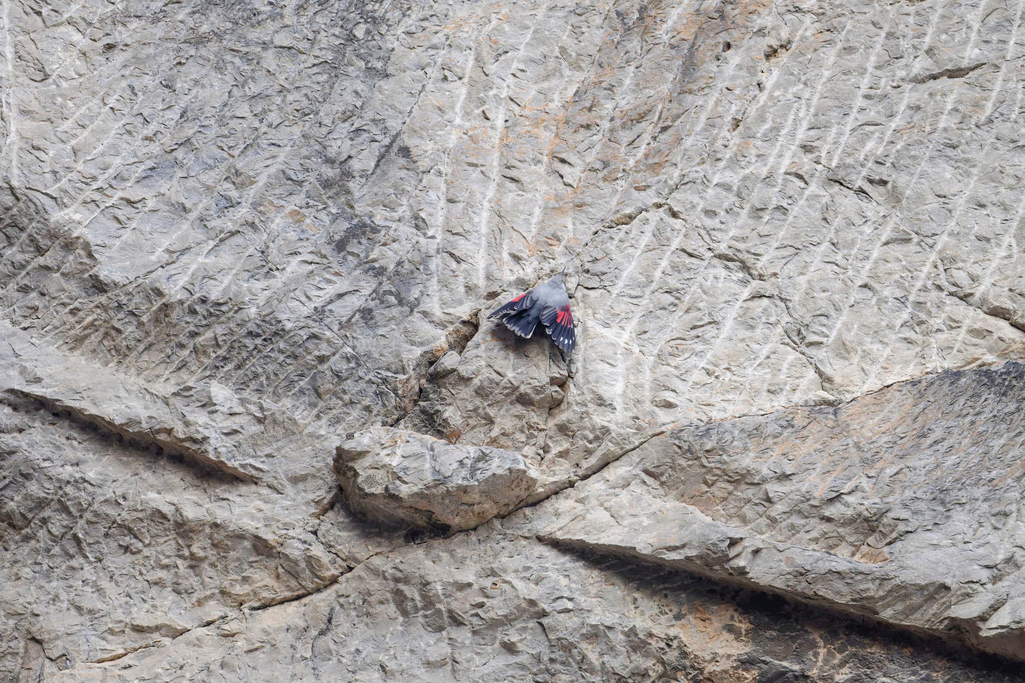 Wallcreeper