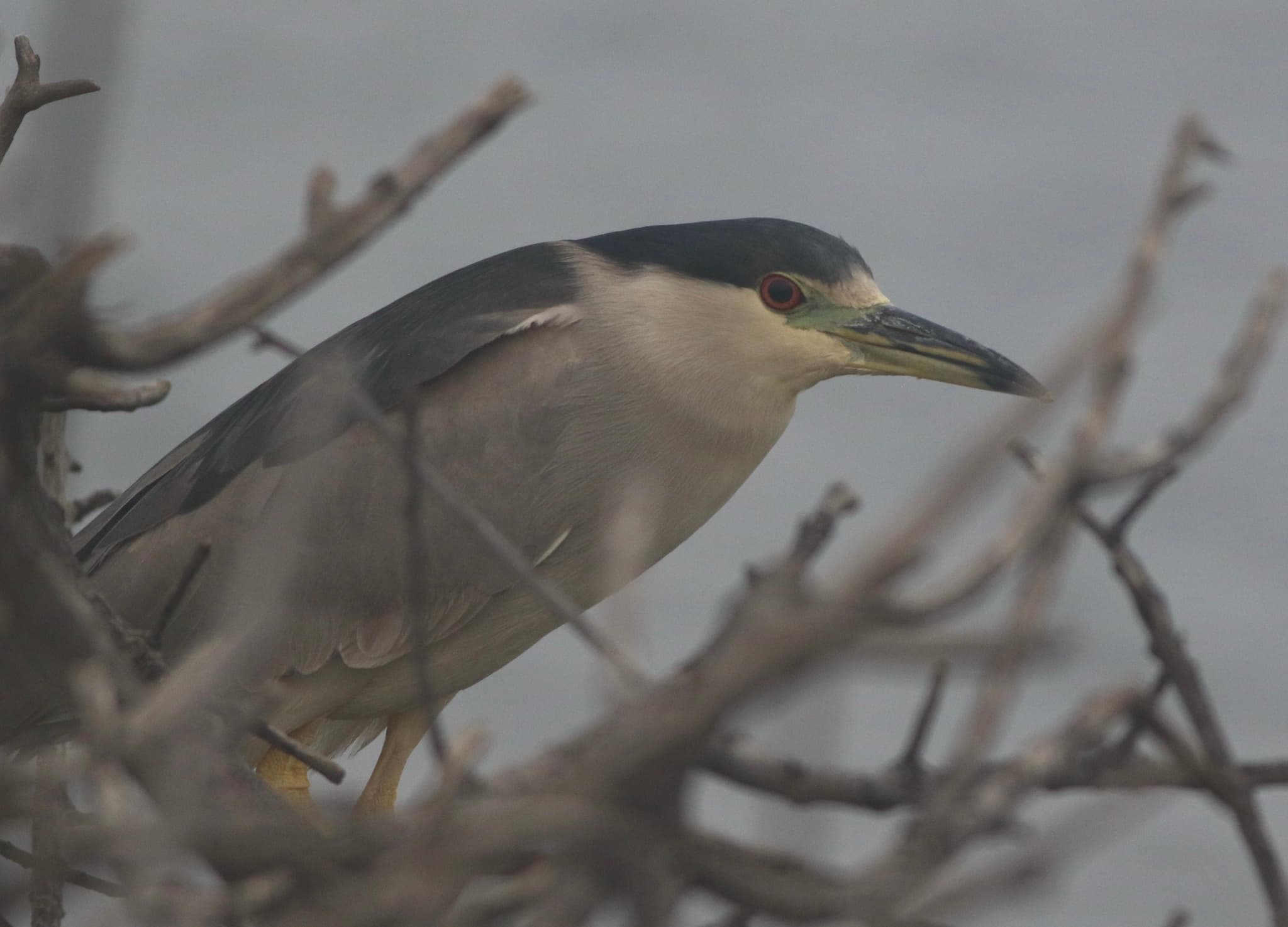 Black-crowned Night Heron