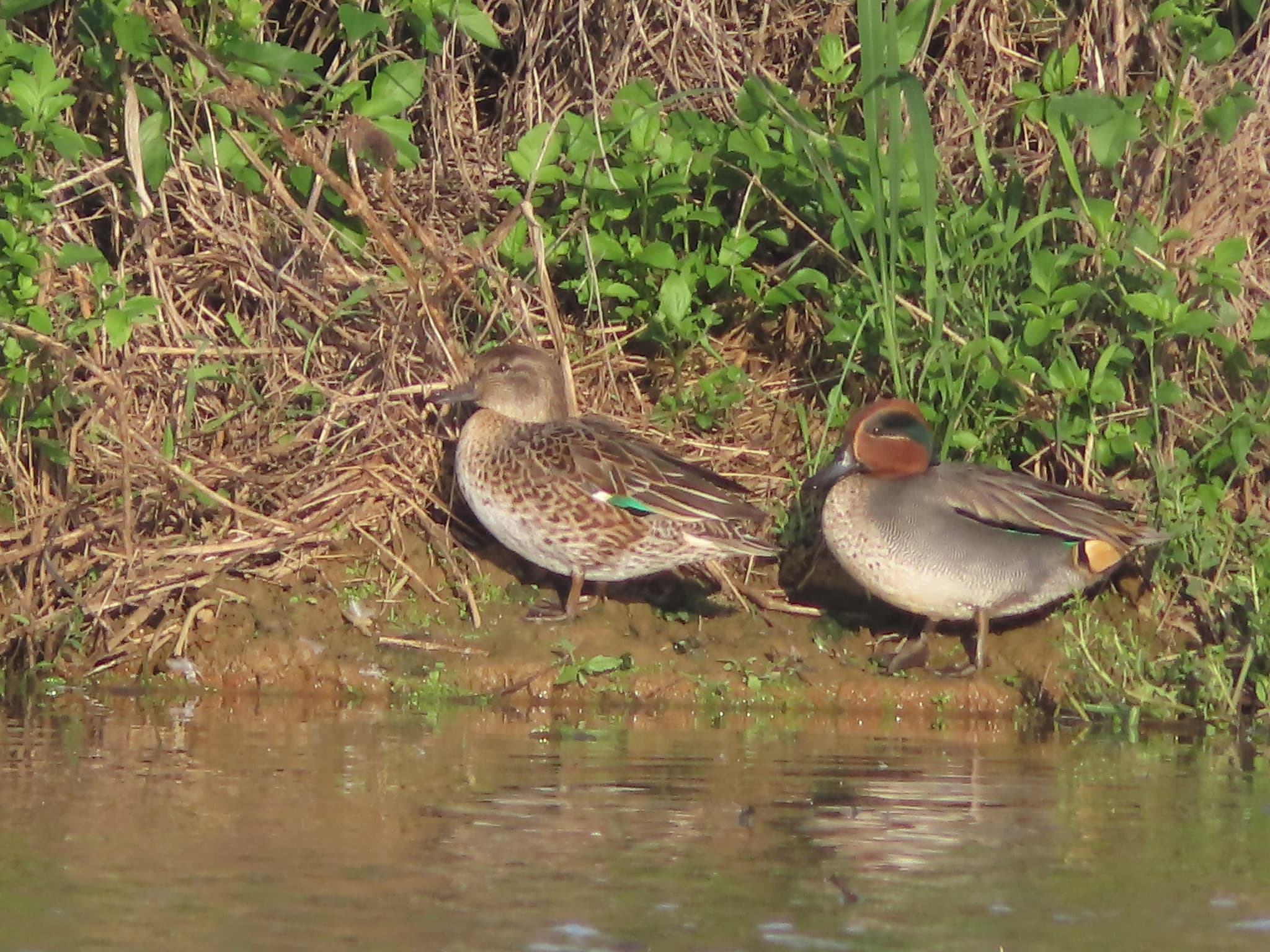 Green-winged Teal