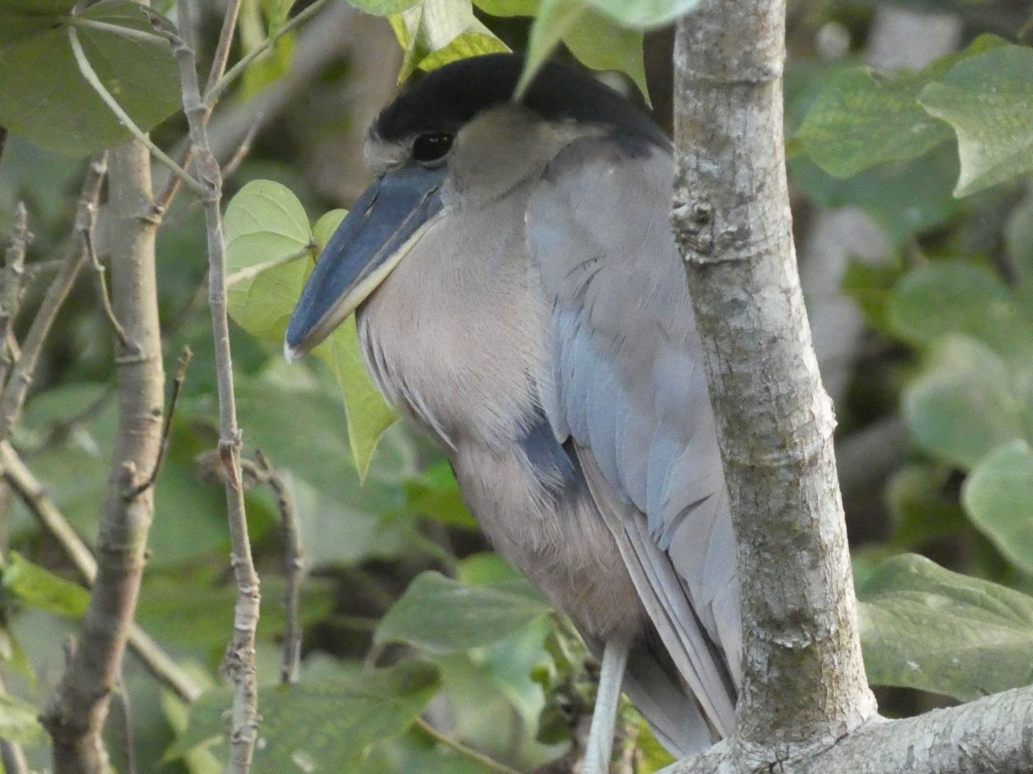 Boat-billed Heron
