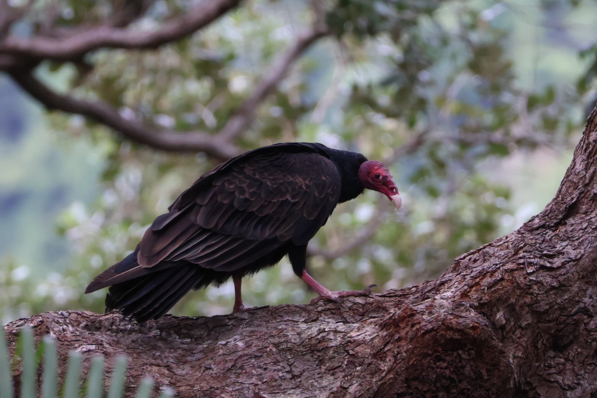 Turkey Vulture