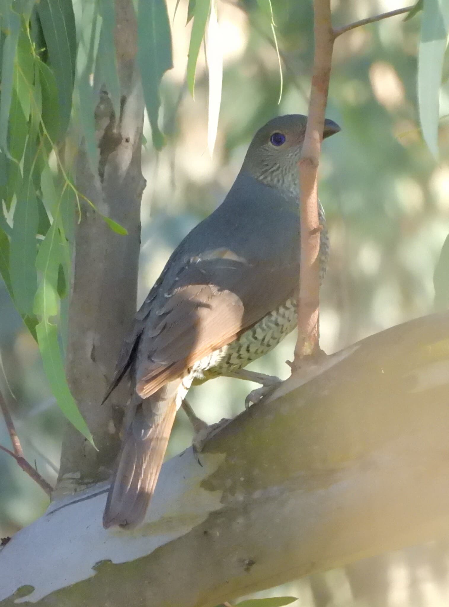 Satin Bowerbird