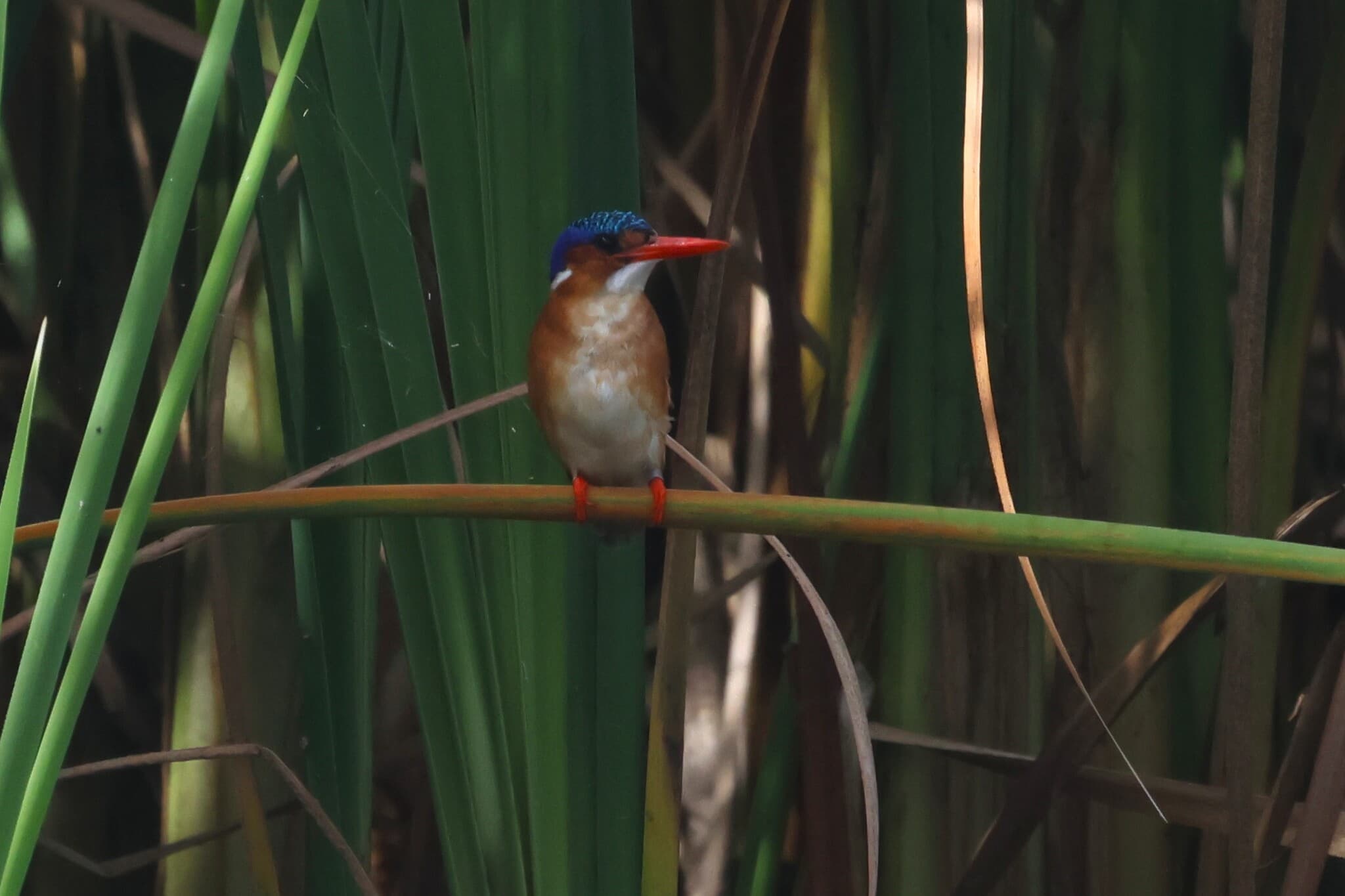 Malachite Kingfisher