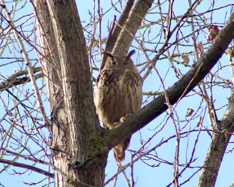 Eurasian Eagle-Owl