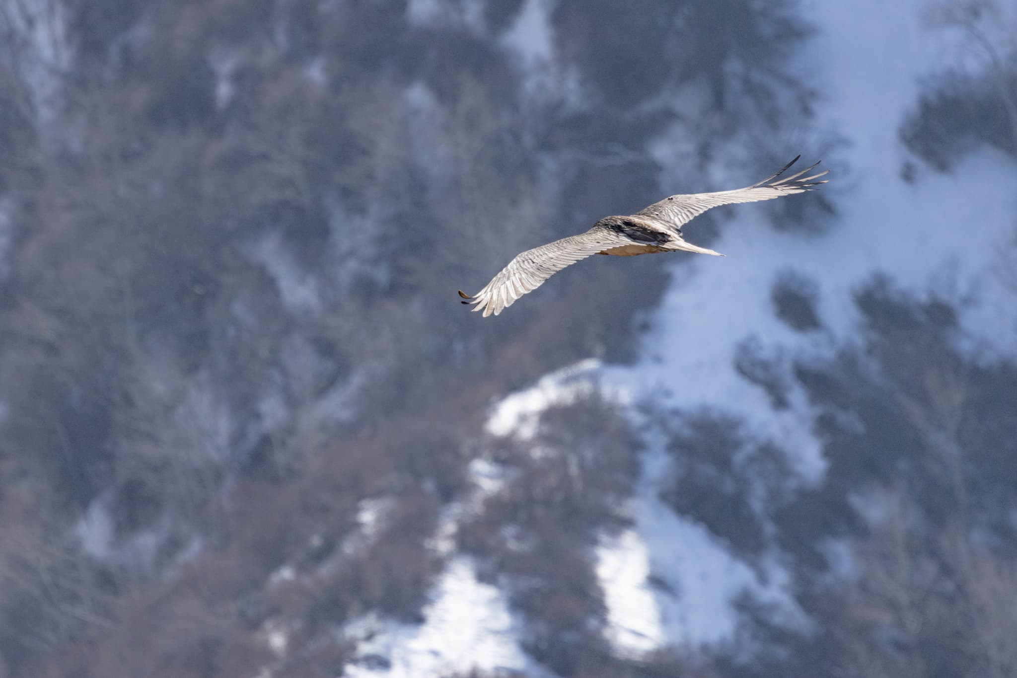 Lammergeier (Bearded Vulture)