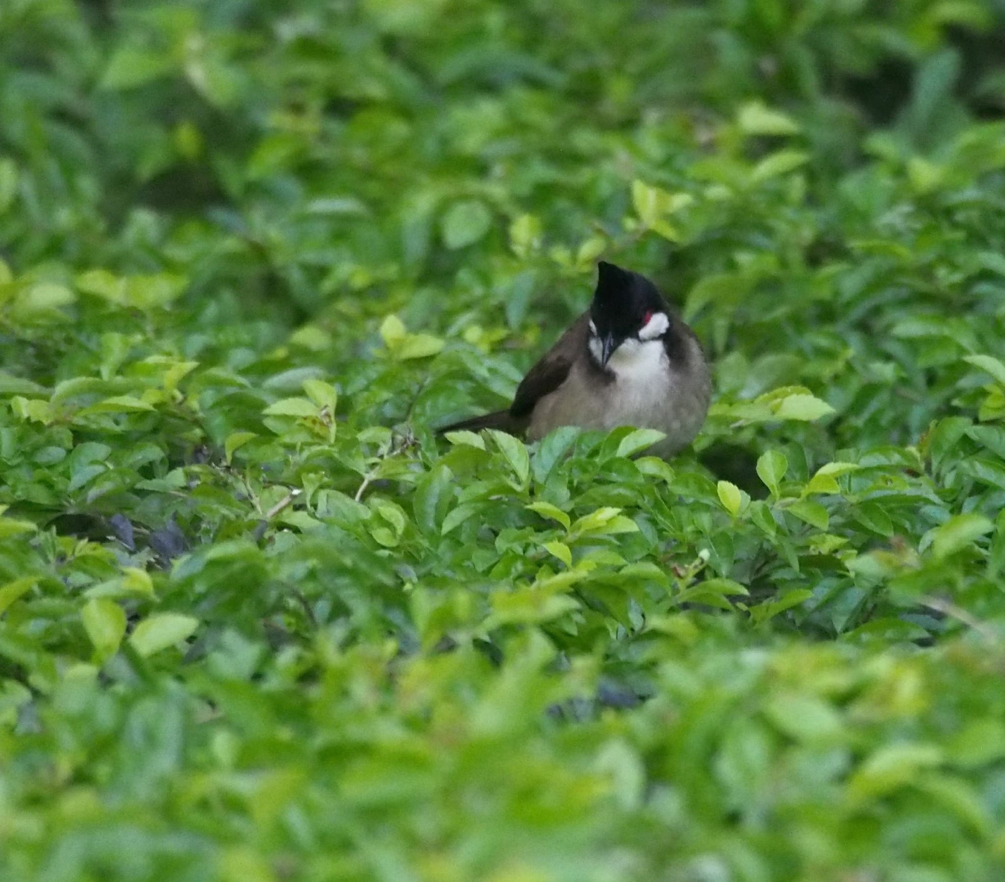 Red-whiskered Bulbul