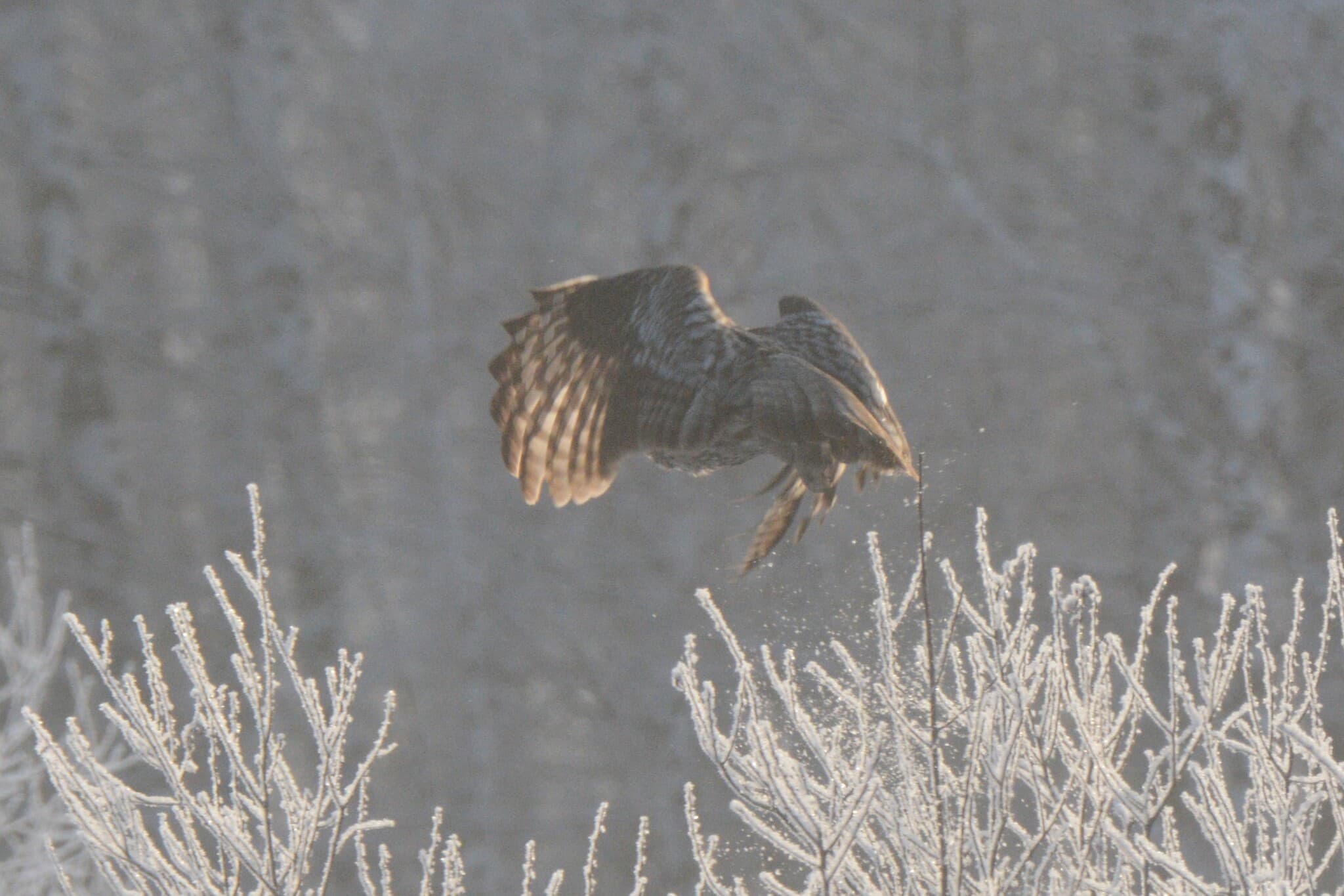 Great Grey Owl