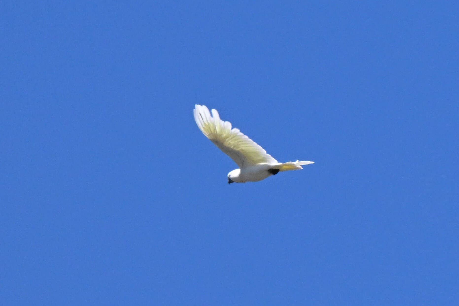 Sulphur-crested Cockatoo