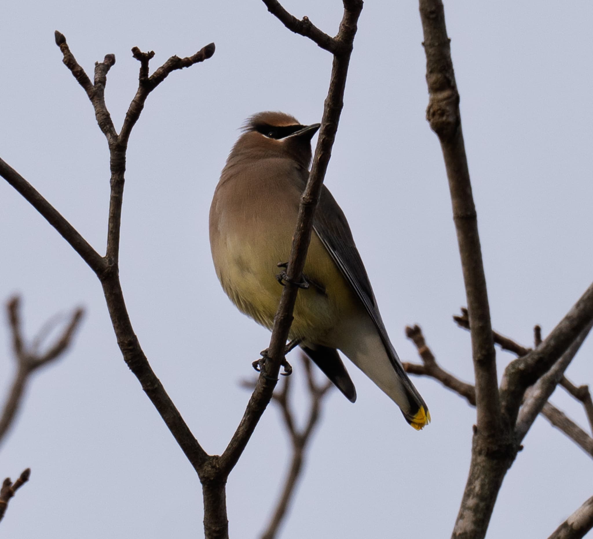 Cedar Waxwing