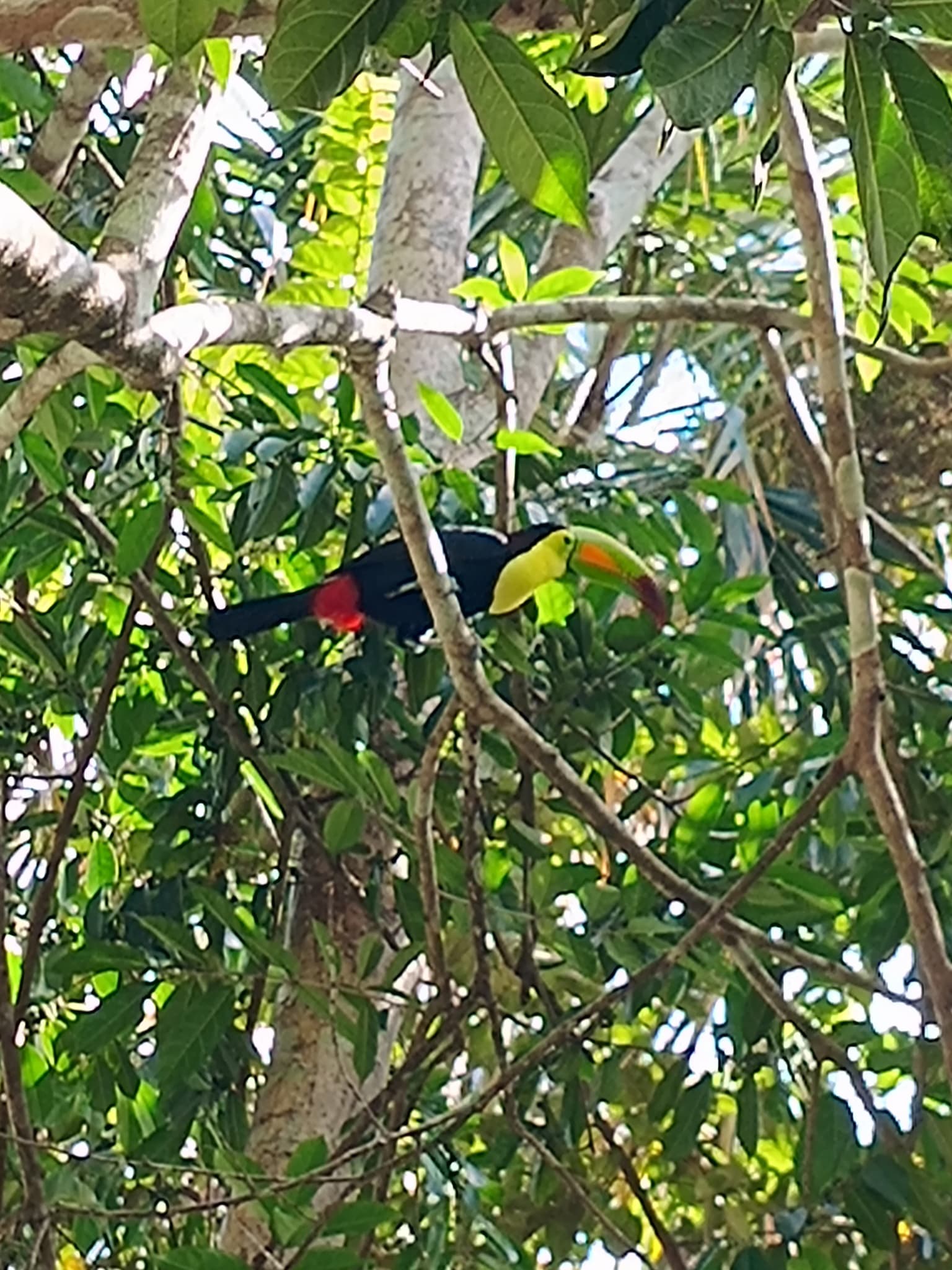 Keel-billed Toucan