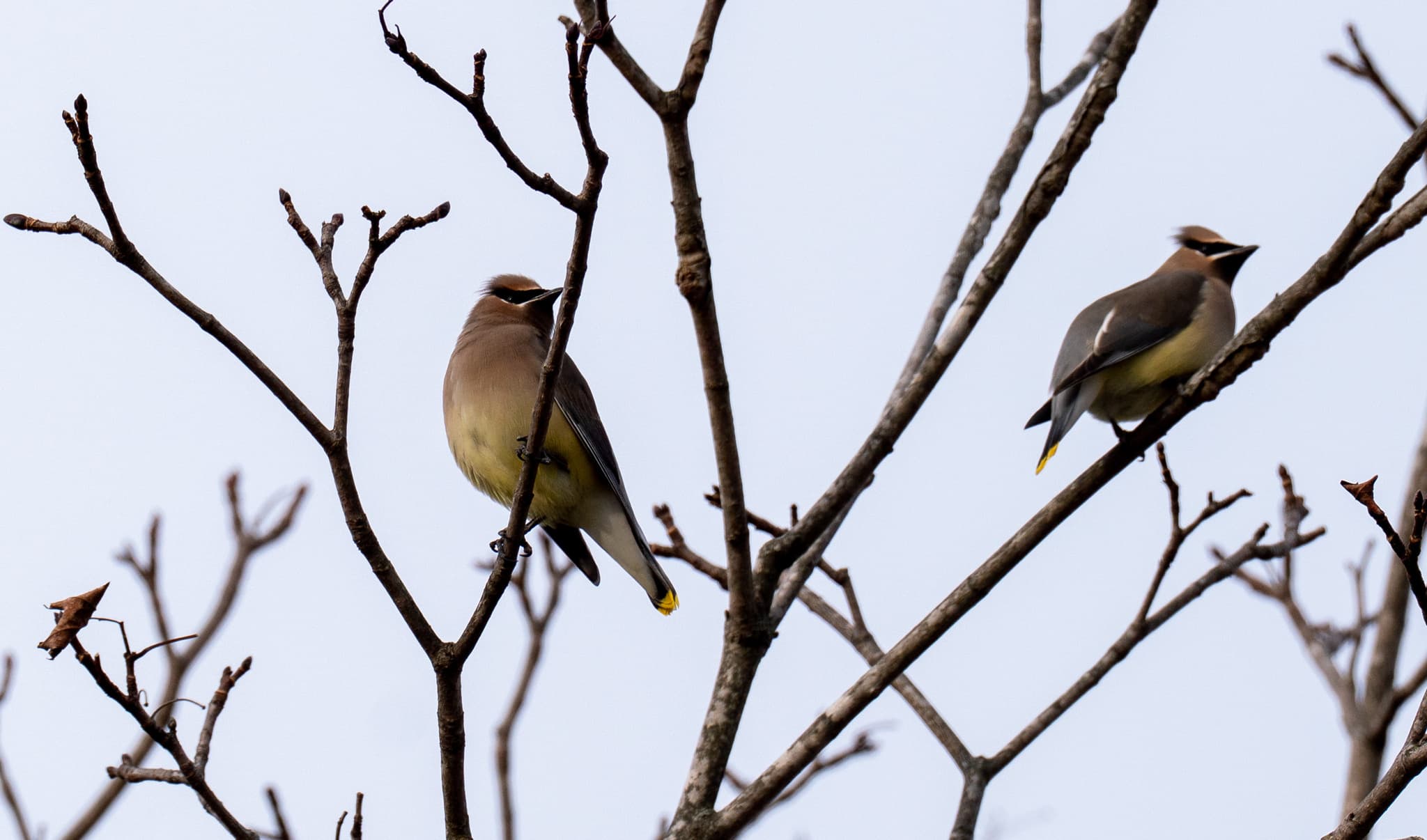 Cedar Waxwing