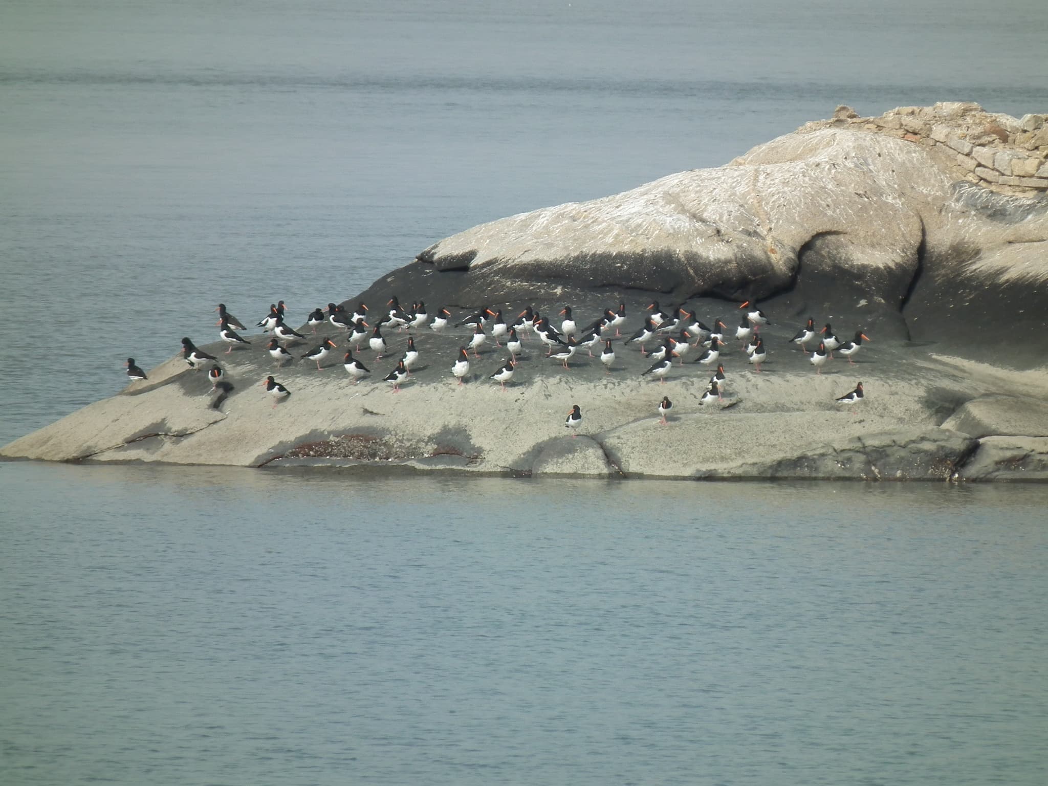 Eurasian Oystercatcher