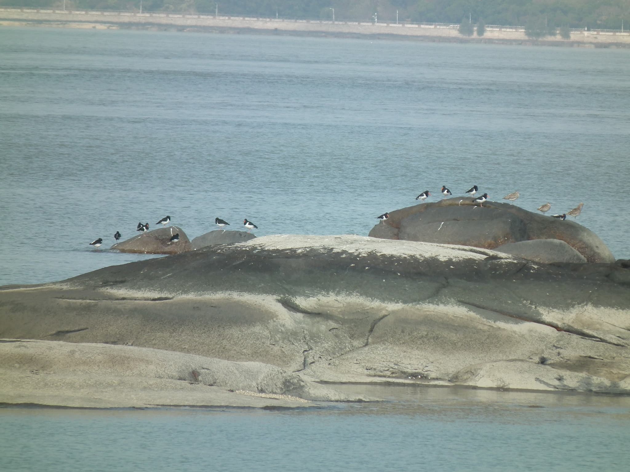 Eurasian Oystercatcher